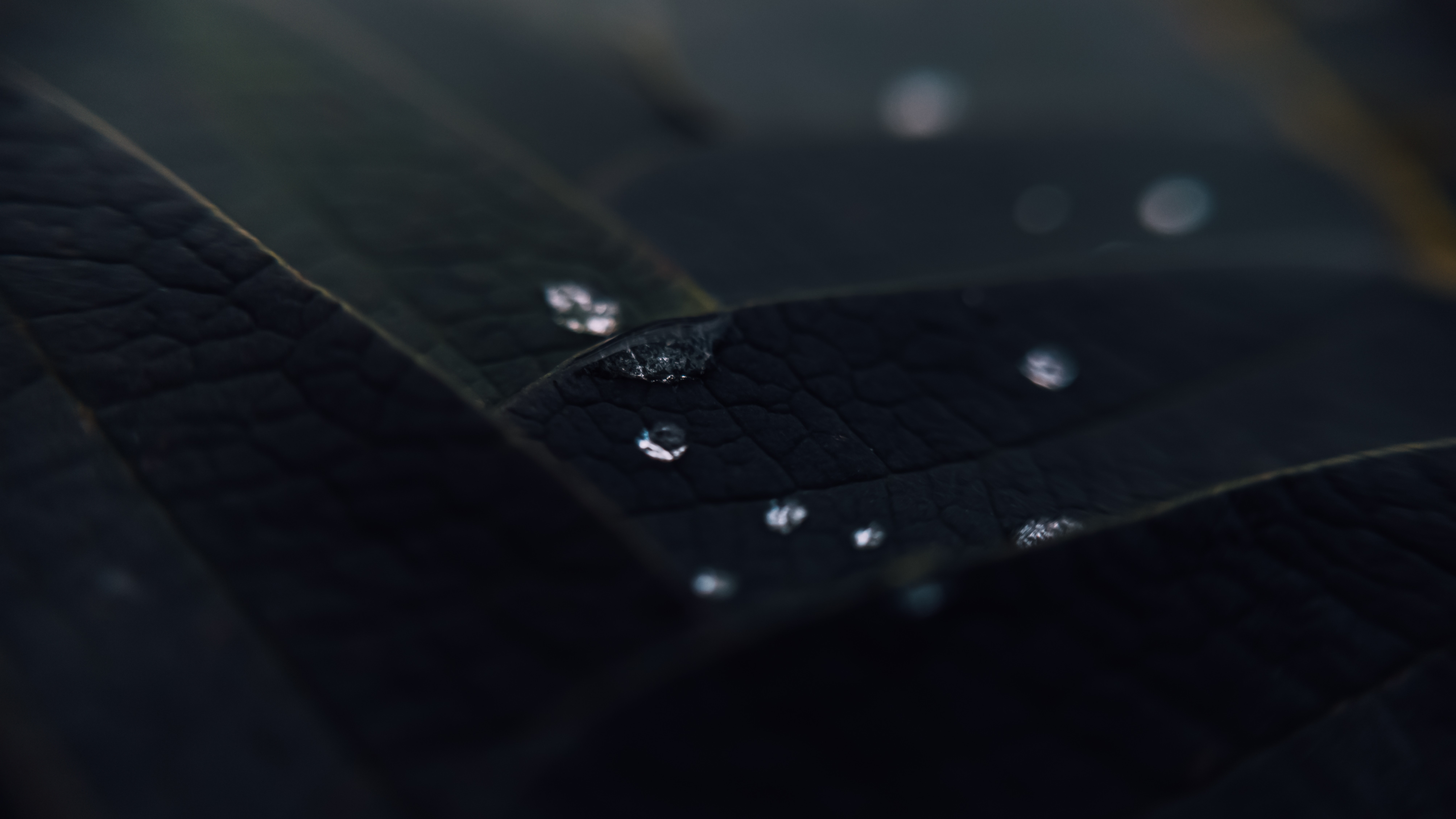 Wallpapers drops of water macro black leaves on the desktop