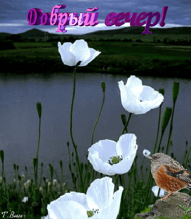 主题为晚上 夏季 自然的明信片免费下载