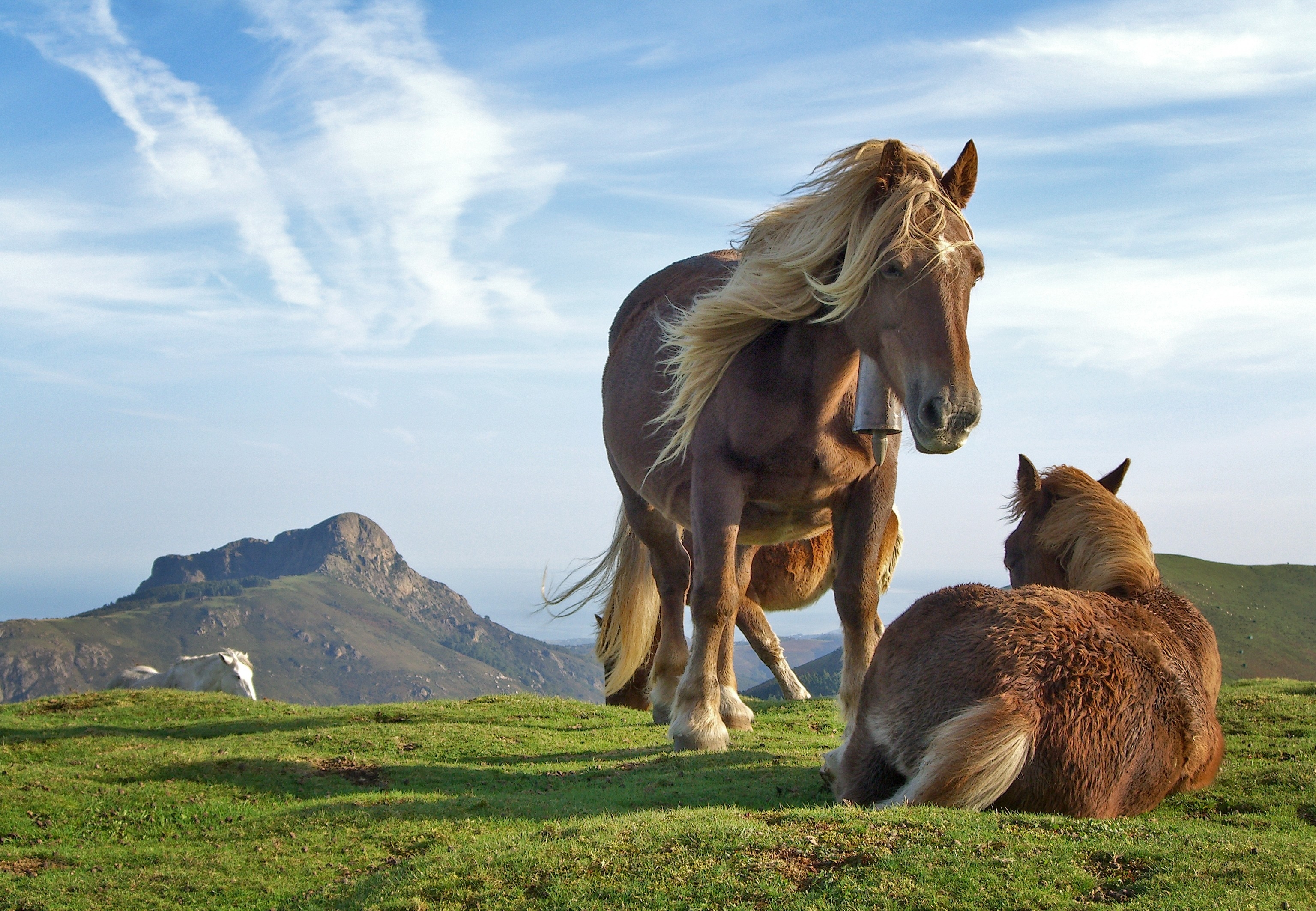 Wallpapers wallpaper horses field clouds on the desktop