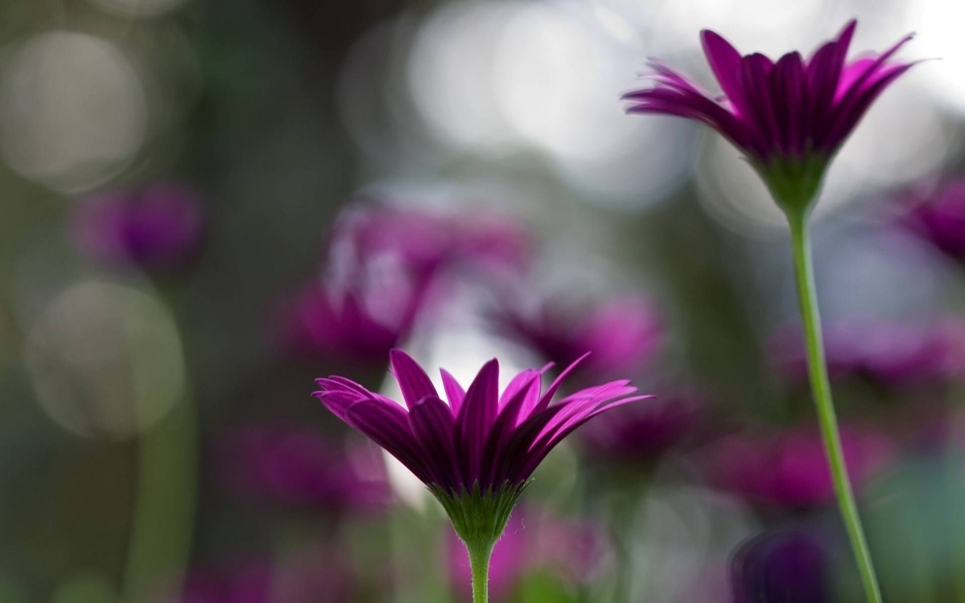 Wallpapers stems petals blurred background on the desktop