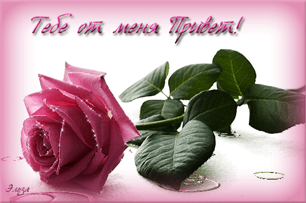 Postcard on the theme greeting animation flowers download for free