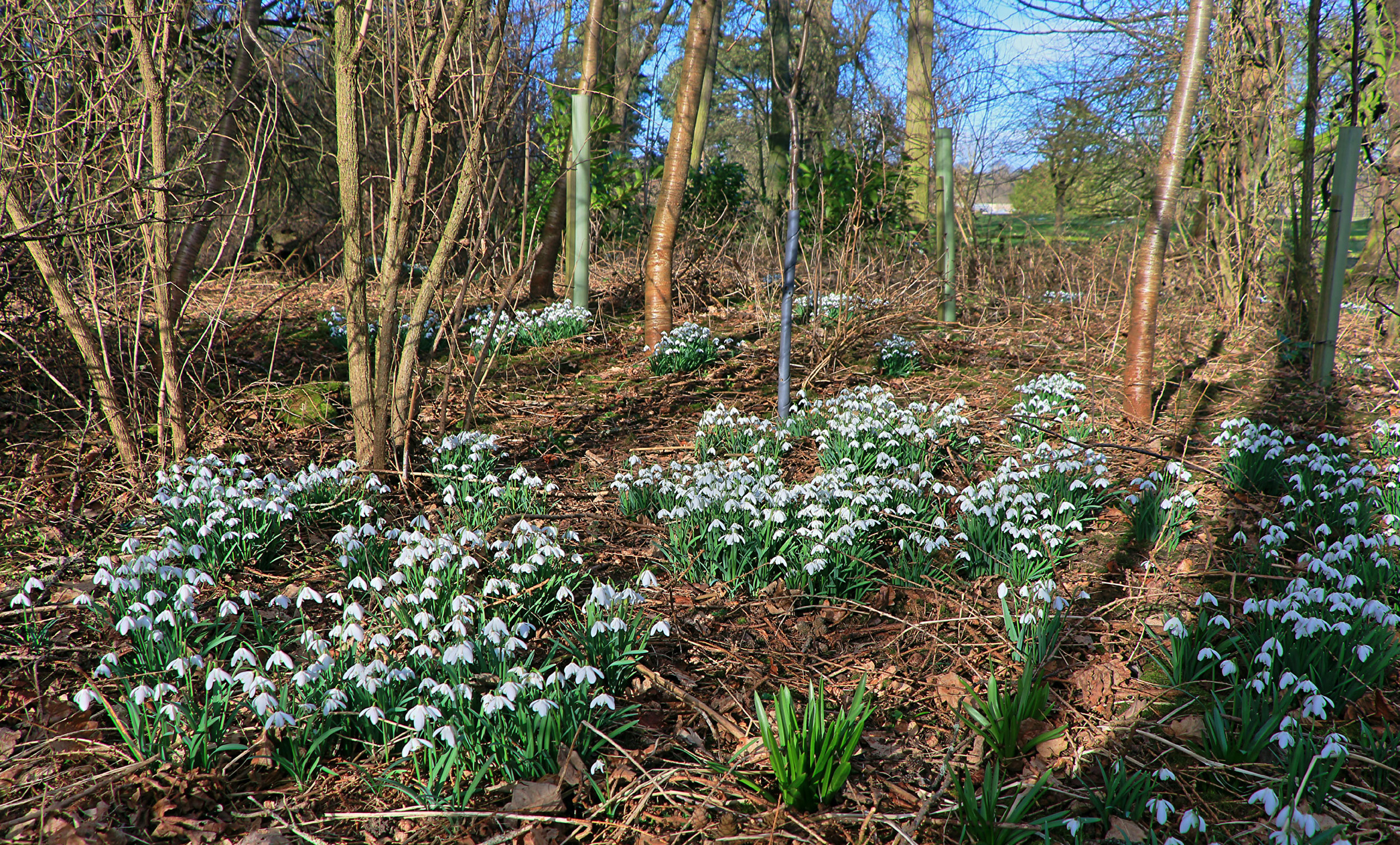 Wallpapers flowers spring galanthus on the desktop