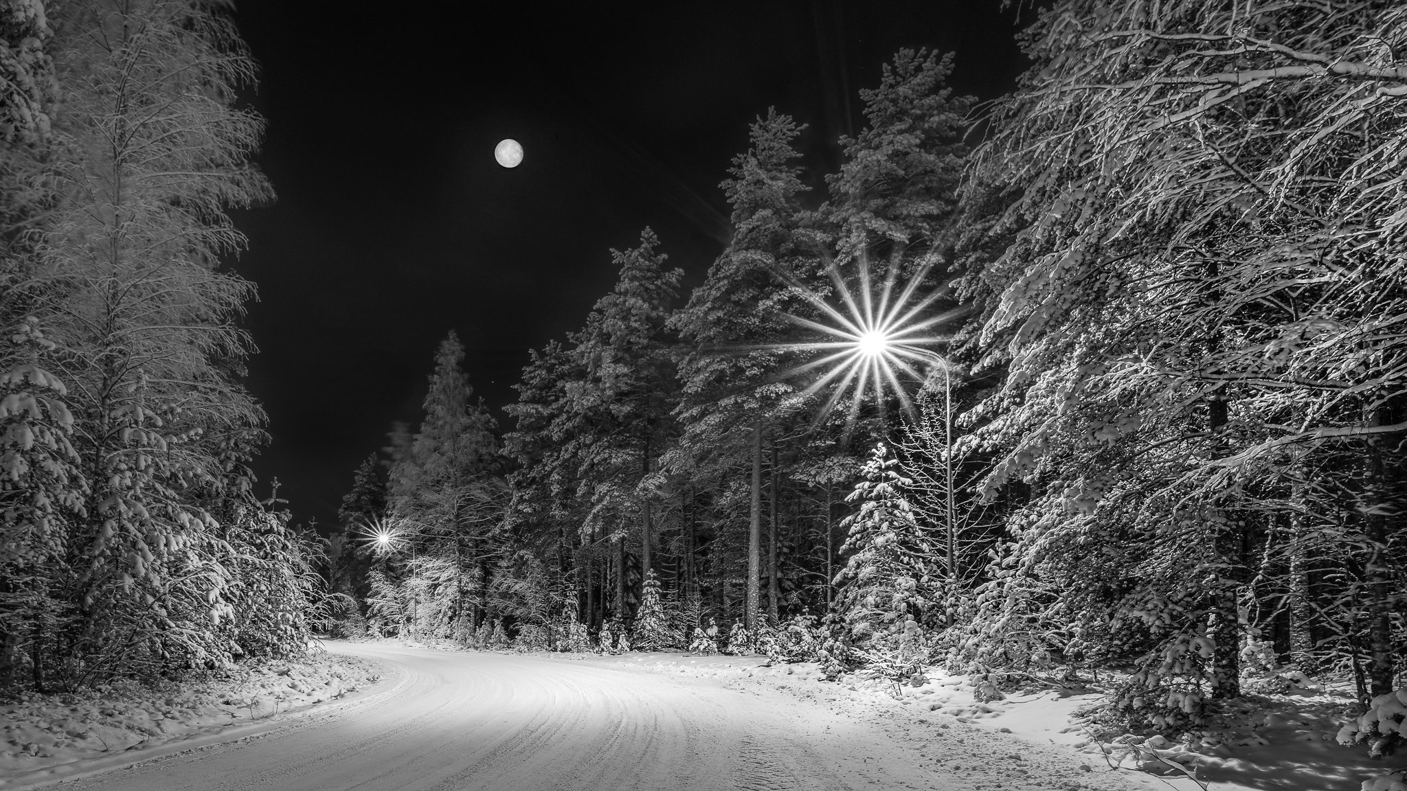 Wallpapers trees moon lights on the desktop