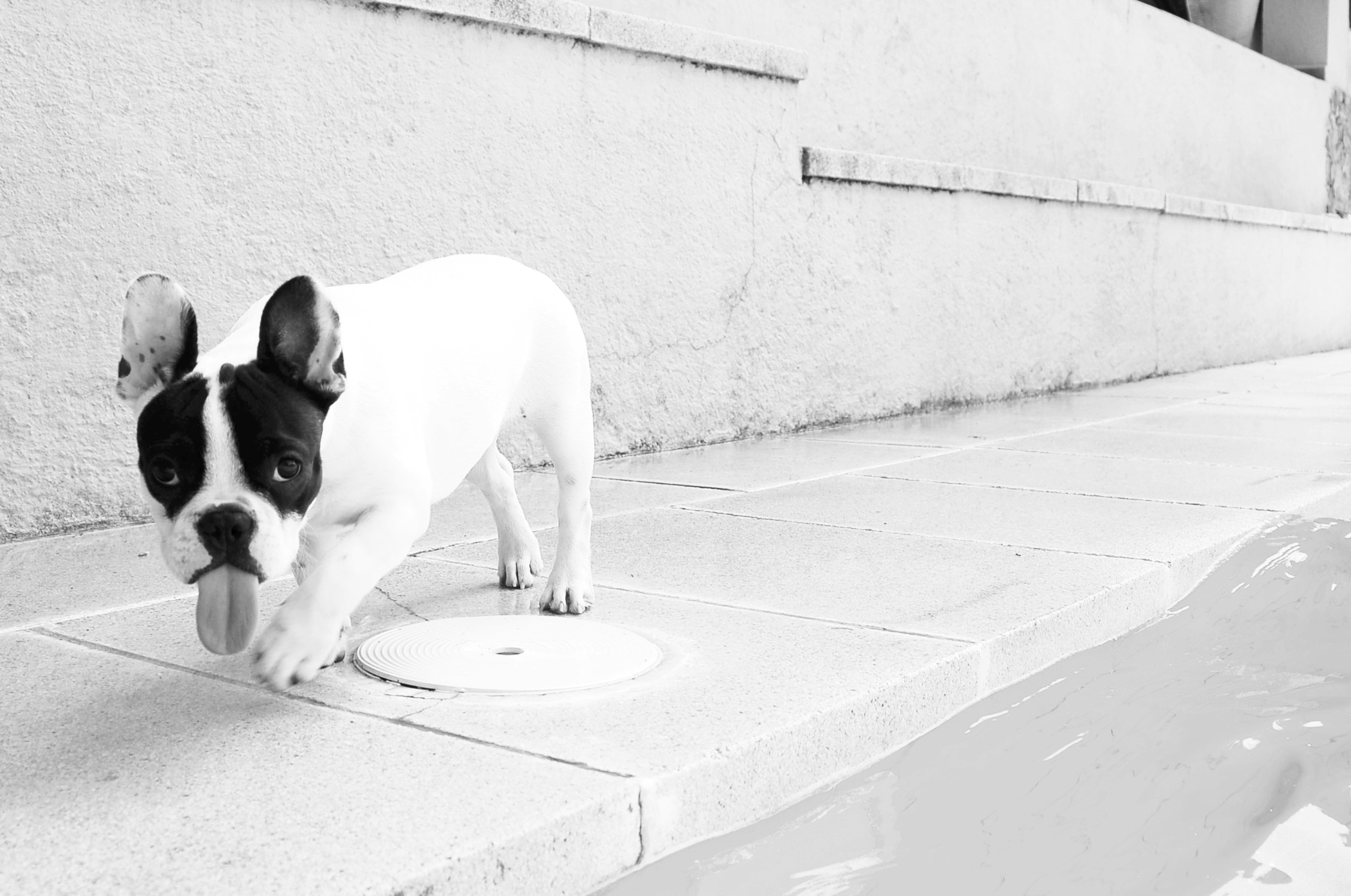 Free photo French bulldog showing his tongue