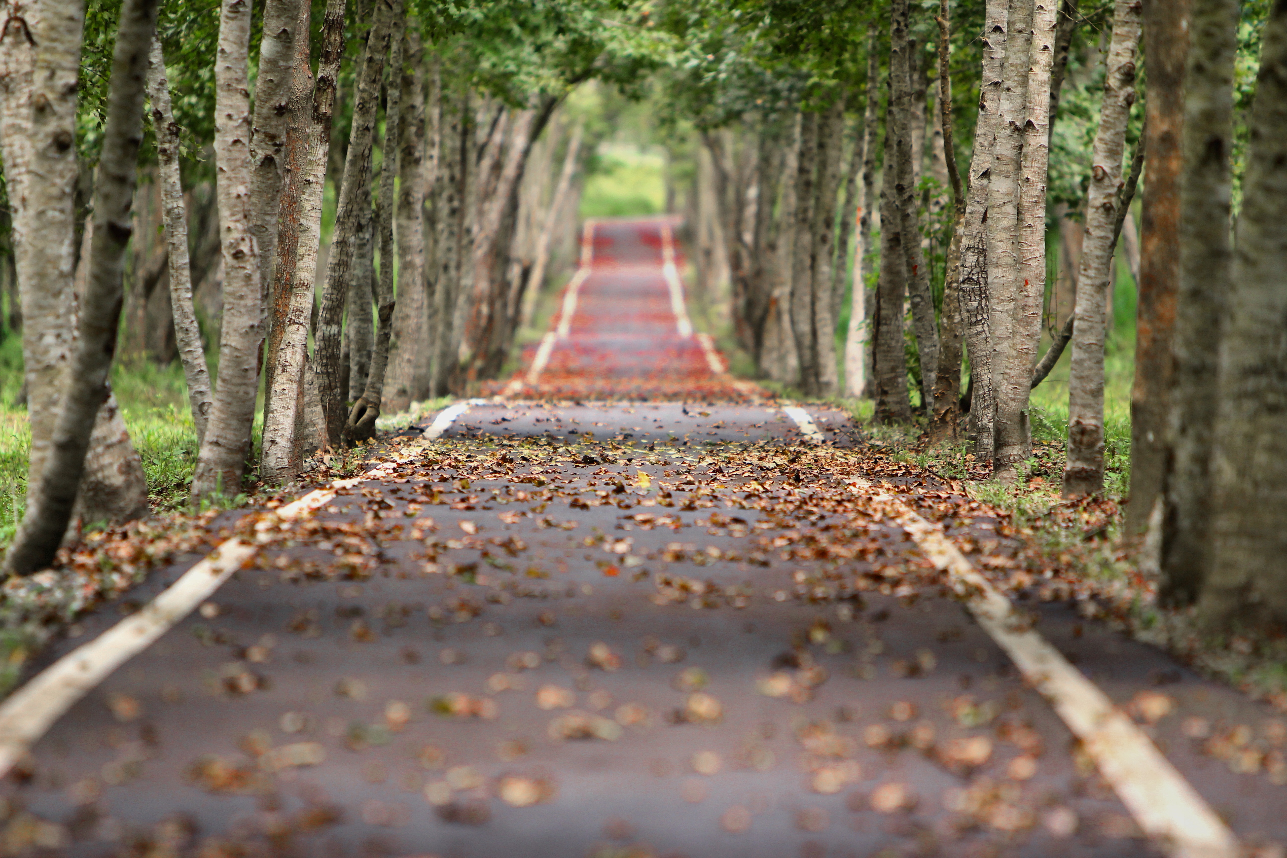 Free photo Walkway with fallen leaves along the trees