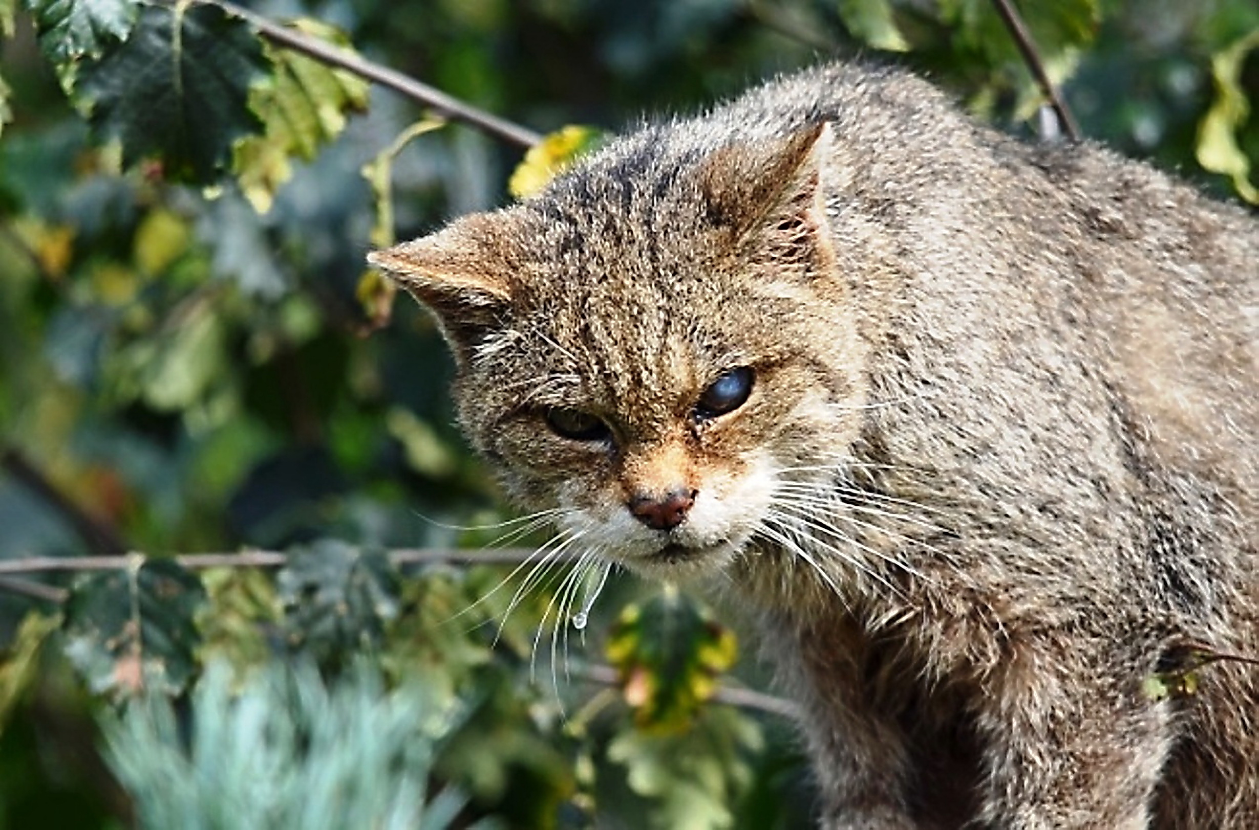 Free photo Sick cat with eye