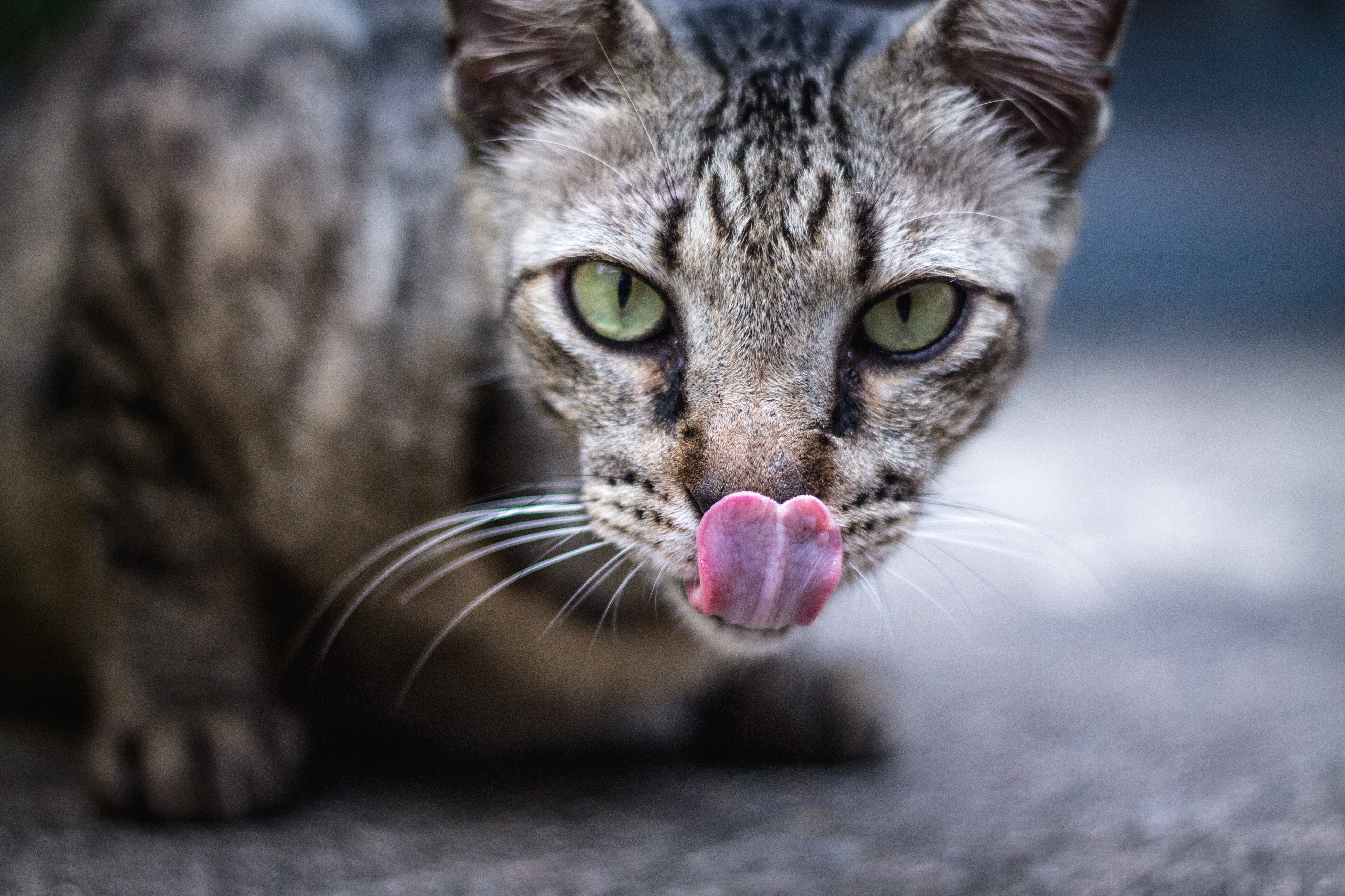 Free photo A cat licks its nose