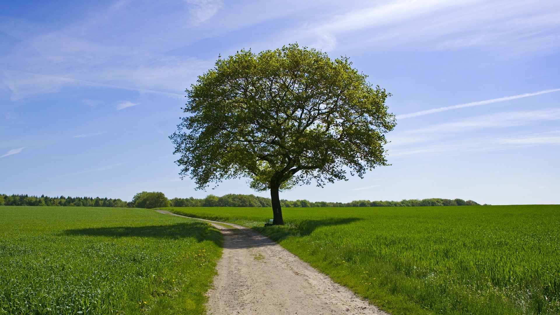 Free photo A lone green tree in a summer field