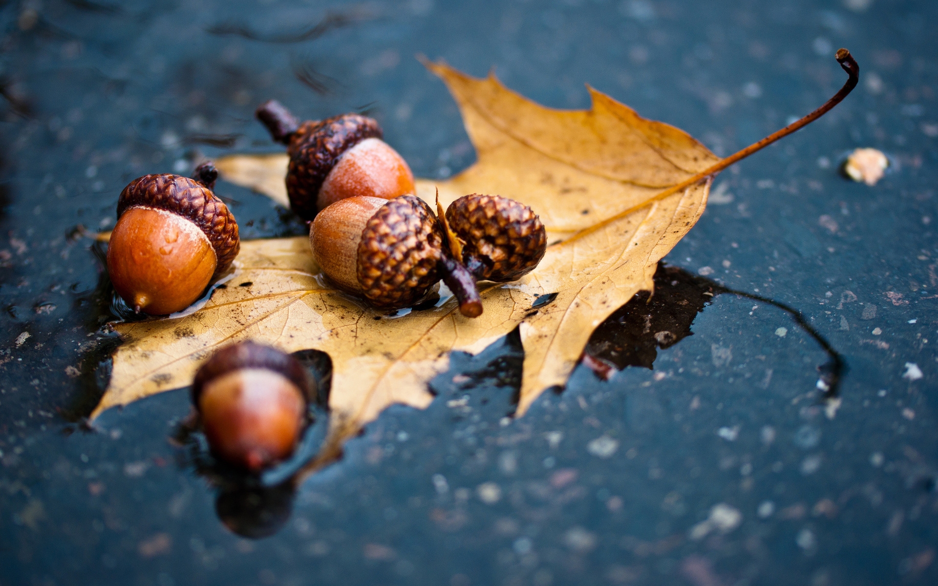 Acorns after rain