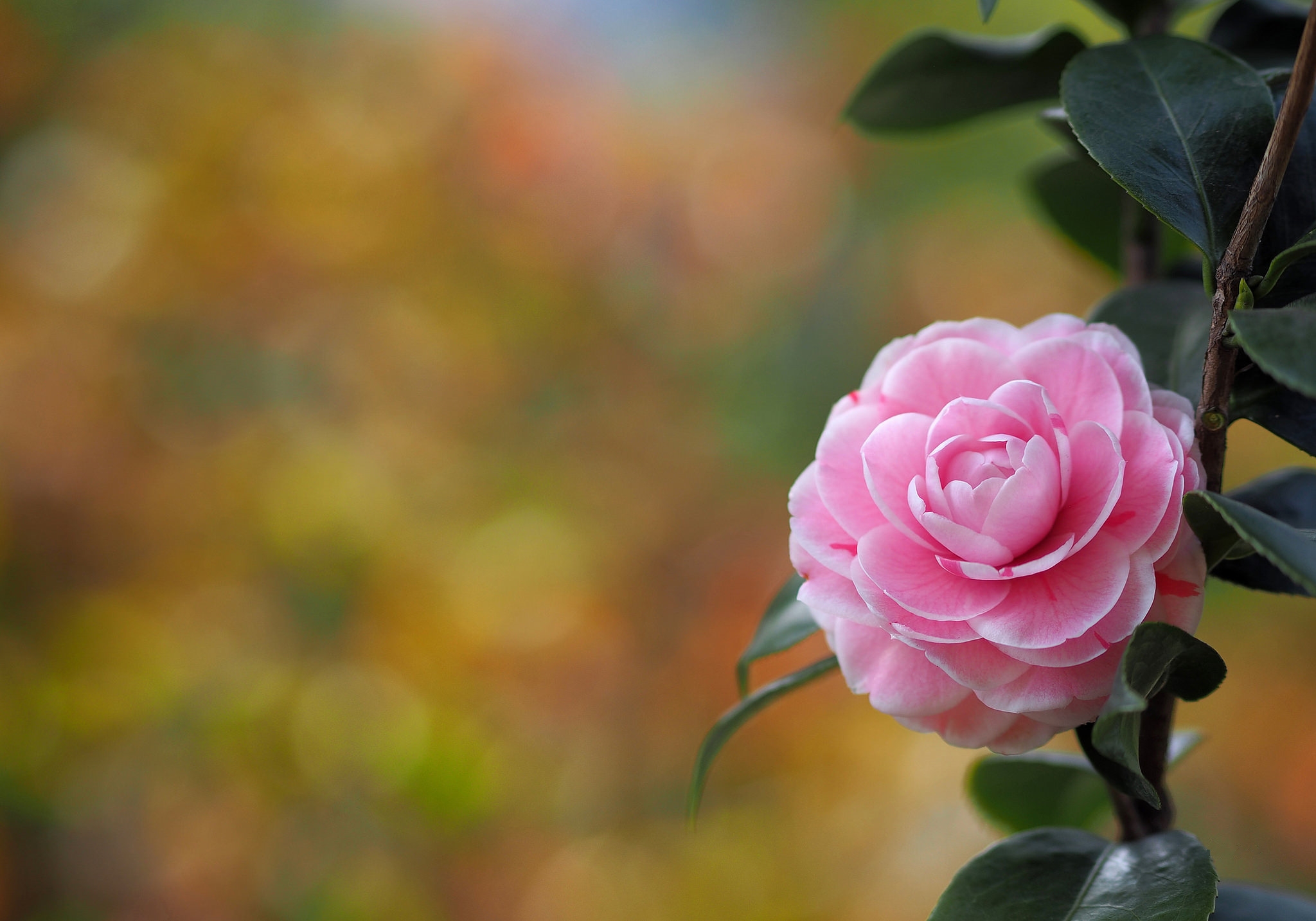 Wallpapers Camellia flower flowers on the desktop