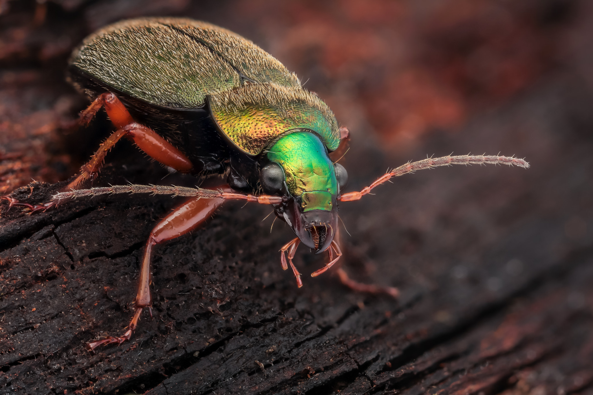 Wallpapers Chlaenius nitidulus Carabidae length 11 mm on the desktop