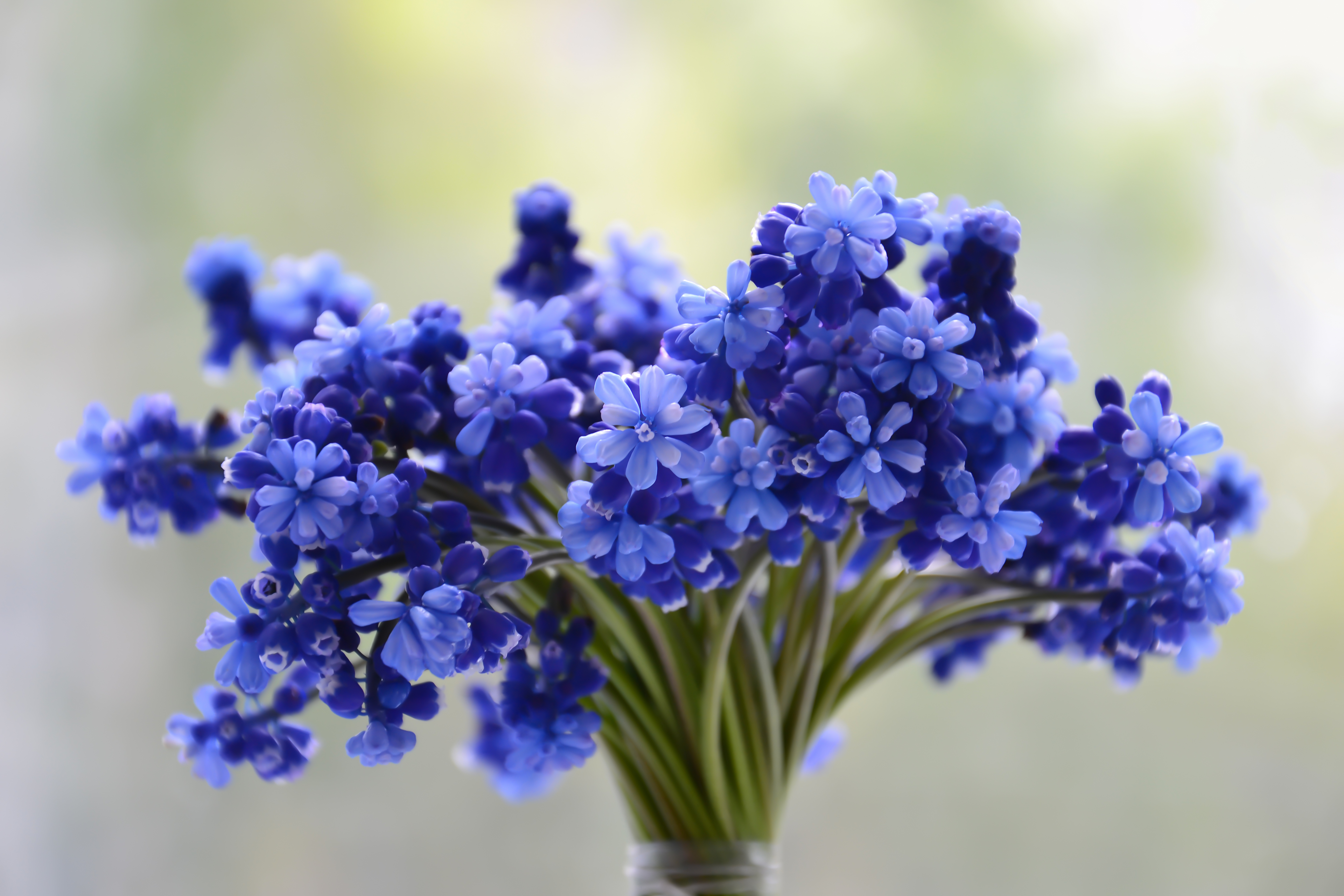 A bouquet of blue flowers