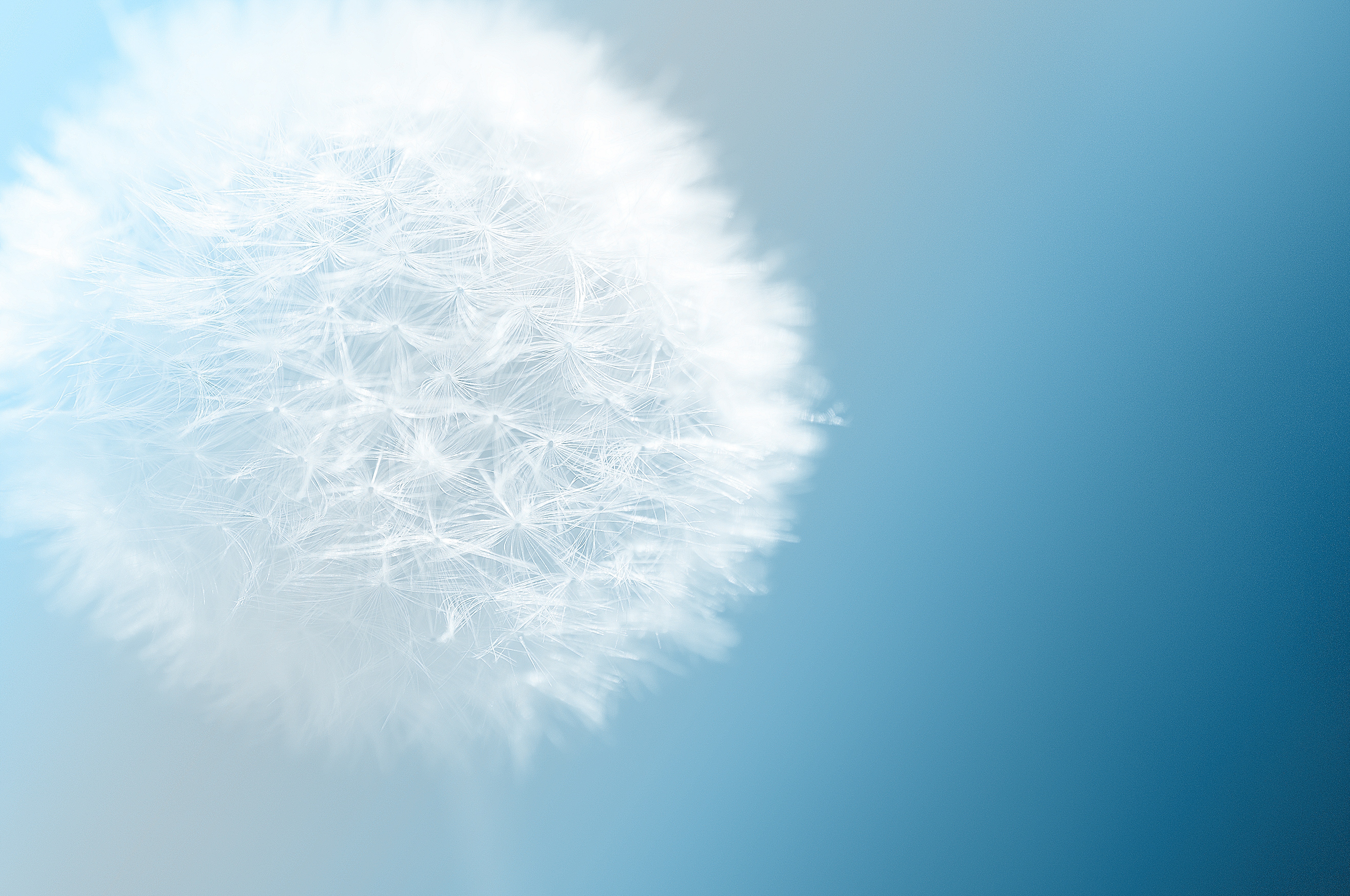 Wallpapers macro photography dandelion free images on the desktop