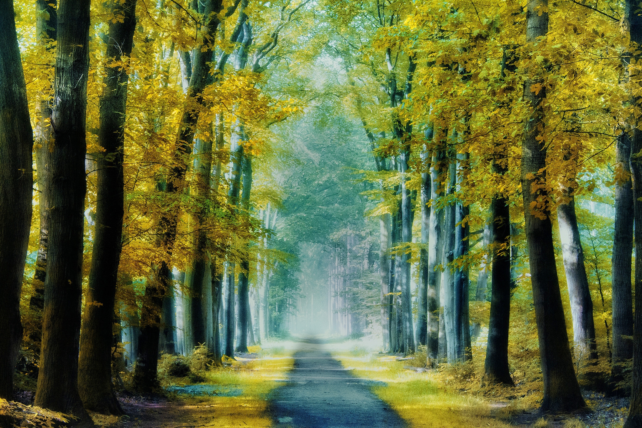 Wallpapers trees autumn forest Pathway on the desktop