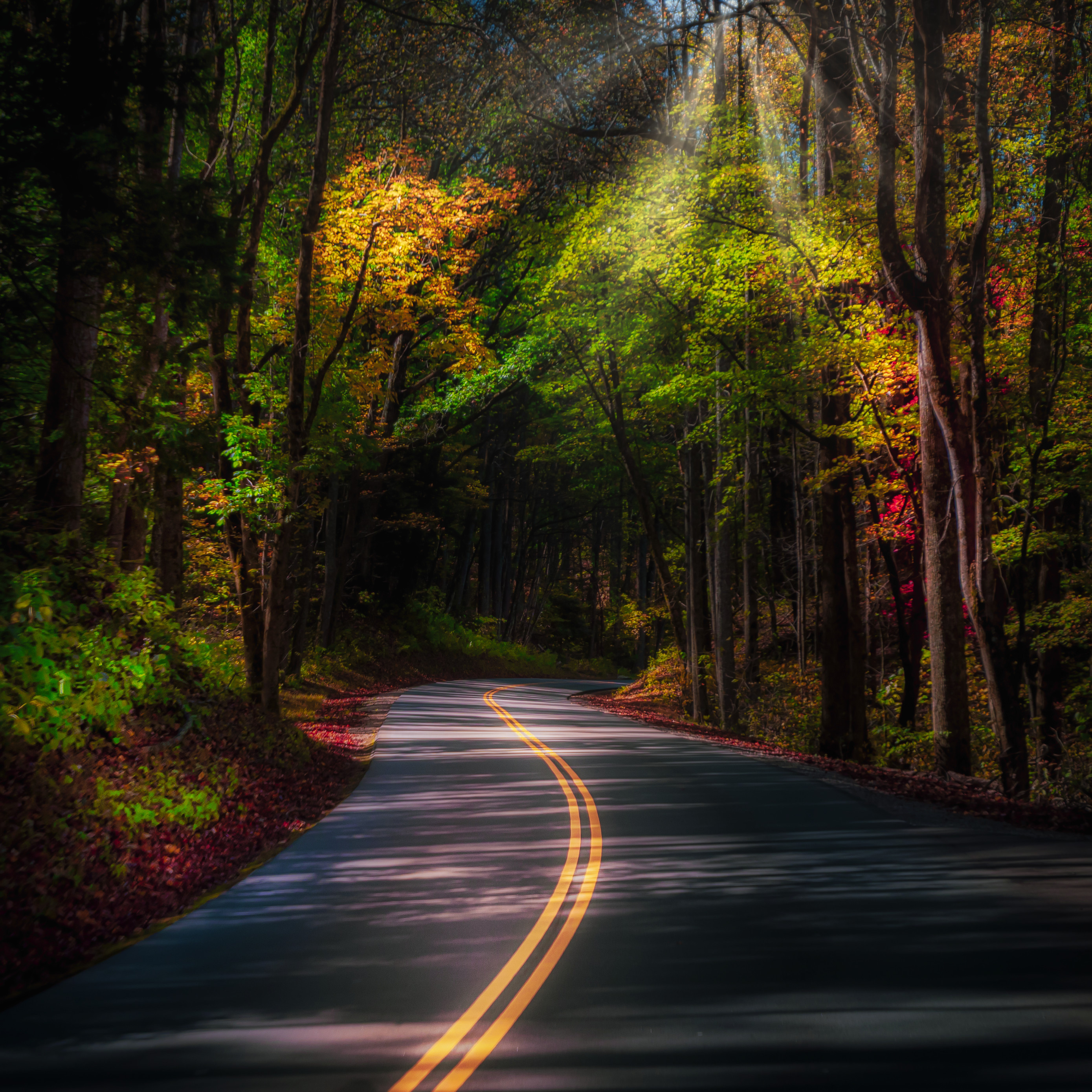 色彩斑斓的秋季森林中的沥青路
