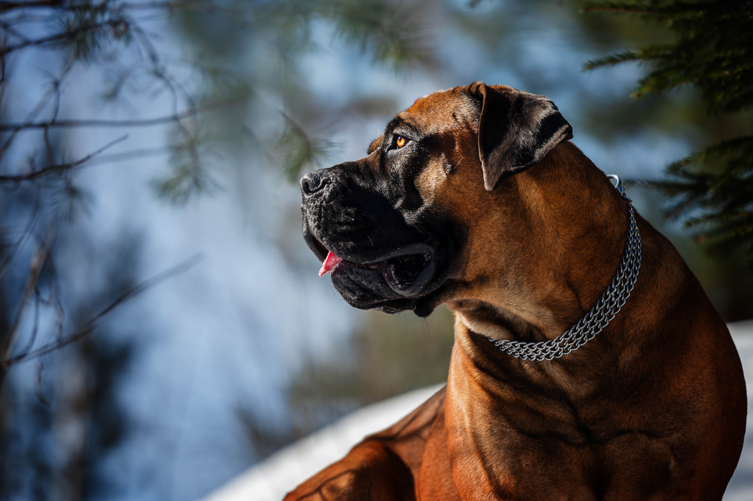 Бесплатное фото Boerboel