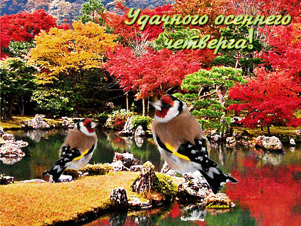 主题为鸟类 自然 秋季的明信片免费下载