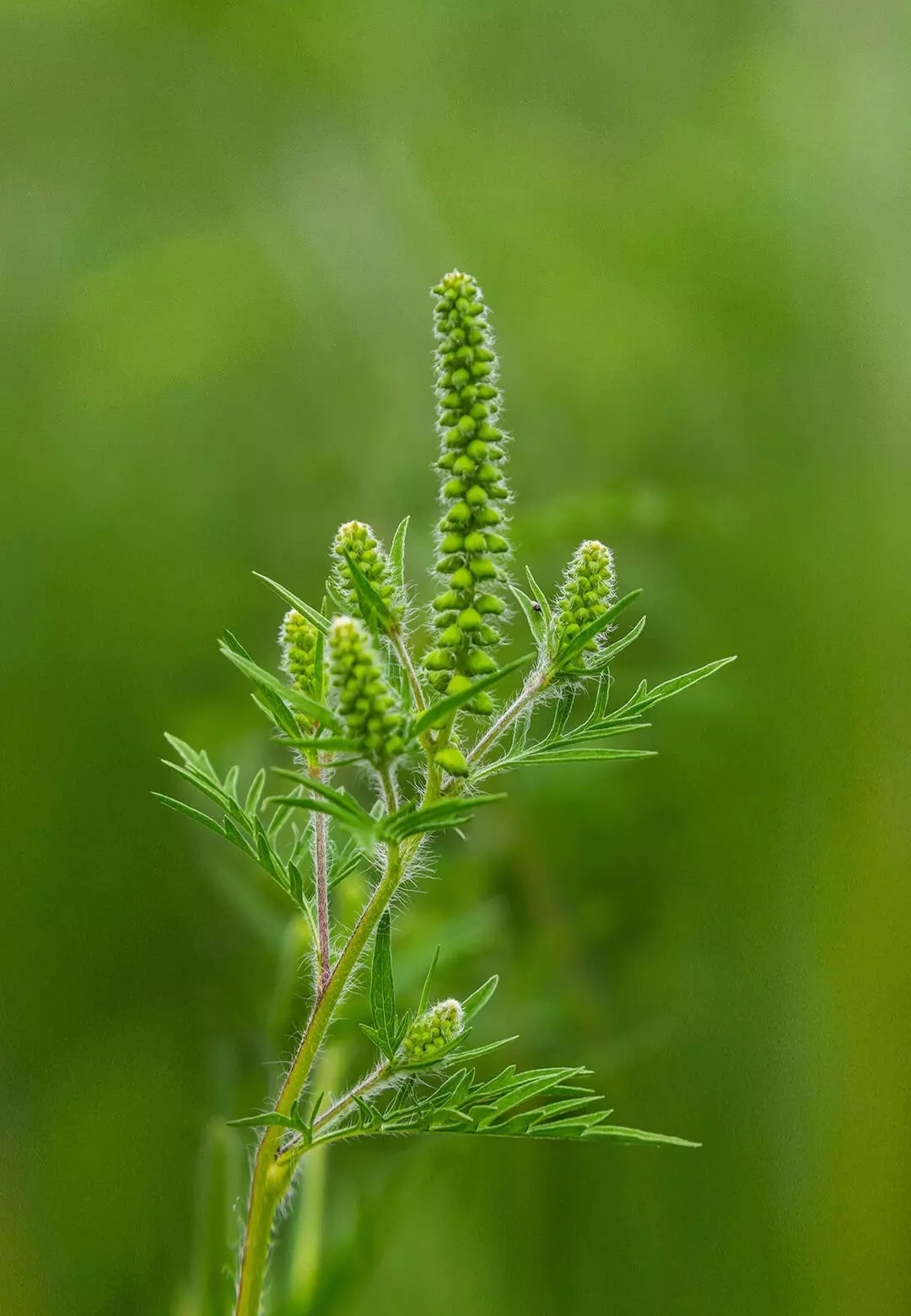 Бесплатное фото Амброзия полыннолистная
