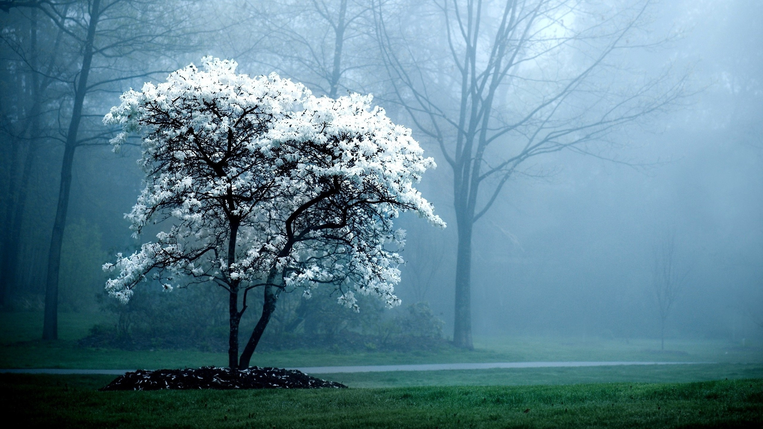 晨雾中的花树