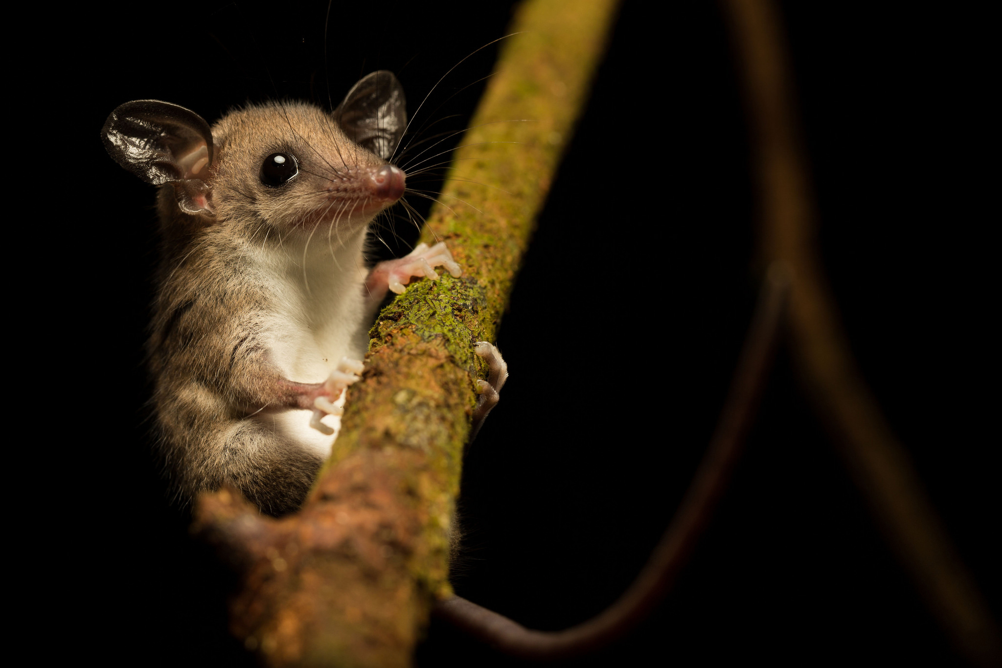 Обои мышиный опоссум Mouse opossum Marmosa murina на рабочий стол