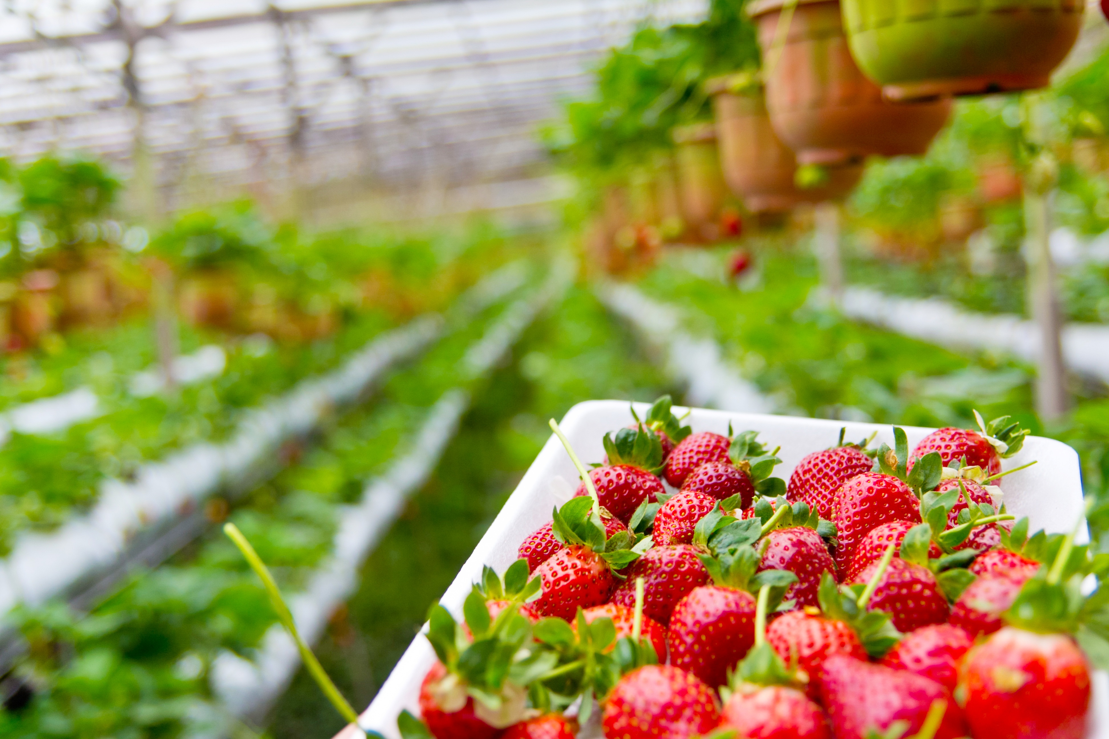 Wallpapers plant field farm on the desktop