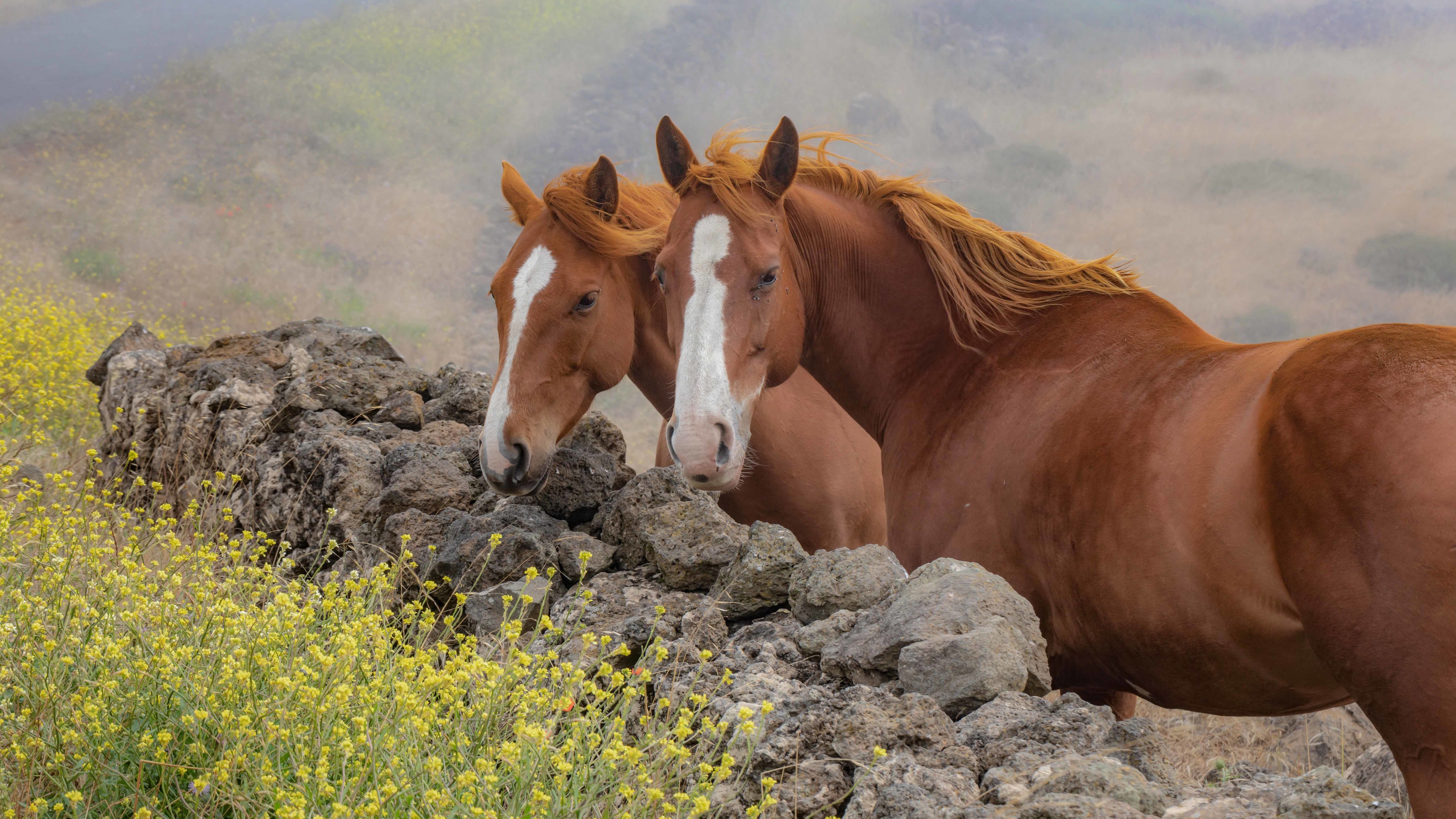 Wallpapers stones browse wallpaper brown horses on the desktop