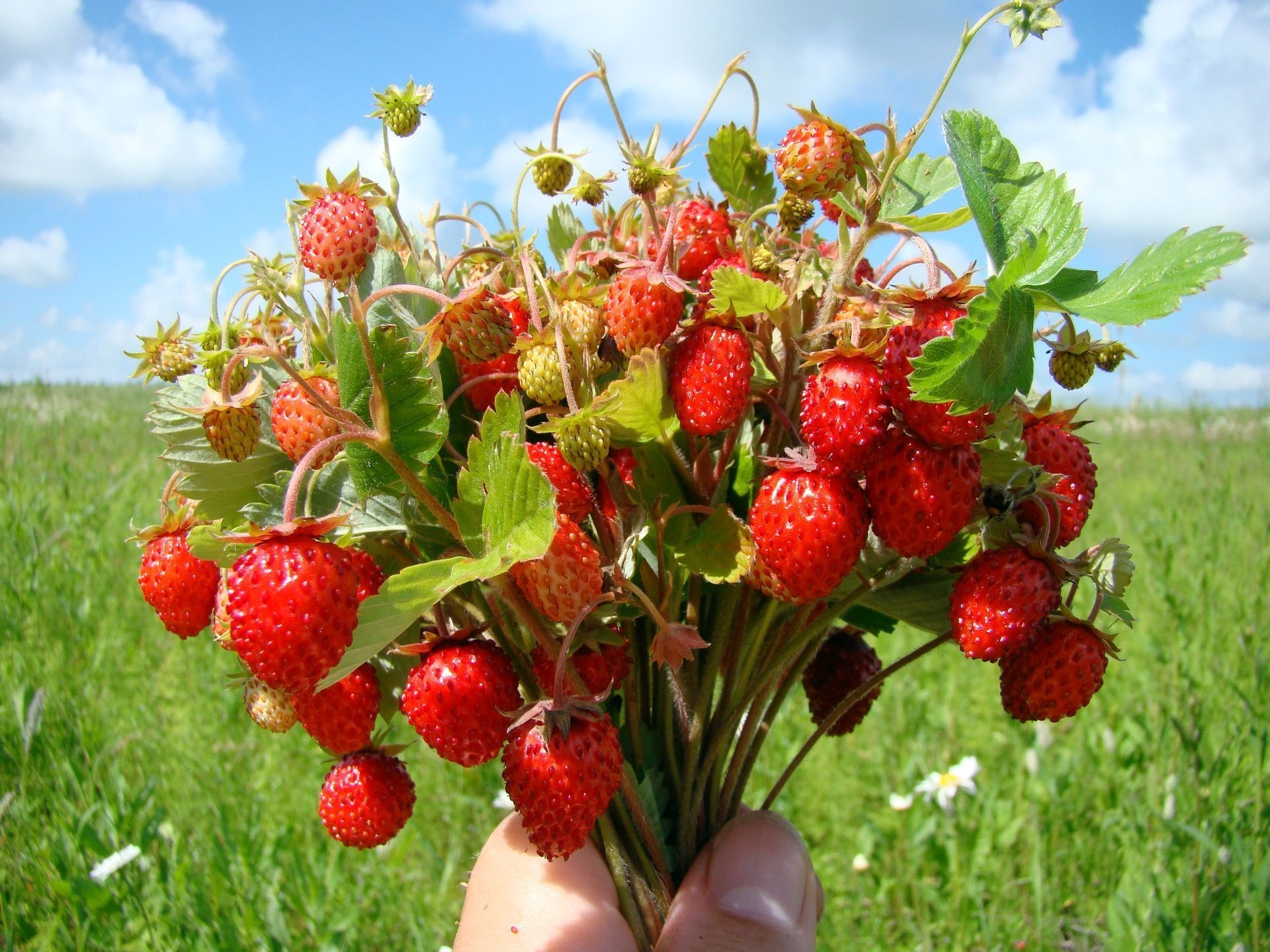 免费照片一束野草莓
