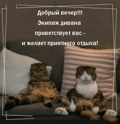 主题为晚上好 两只猫 假日的明信片免费下载