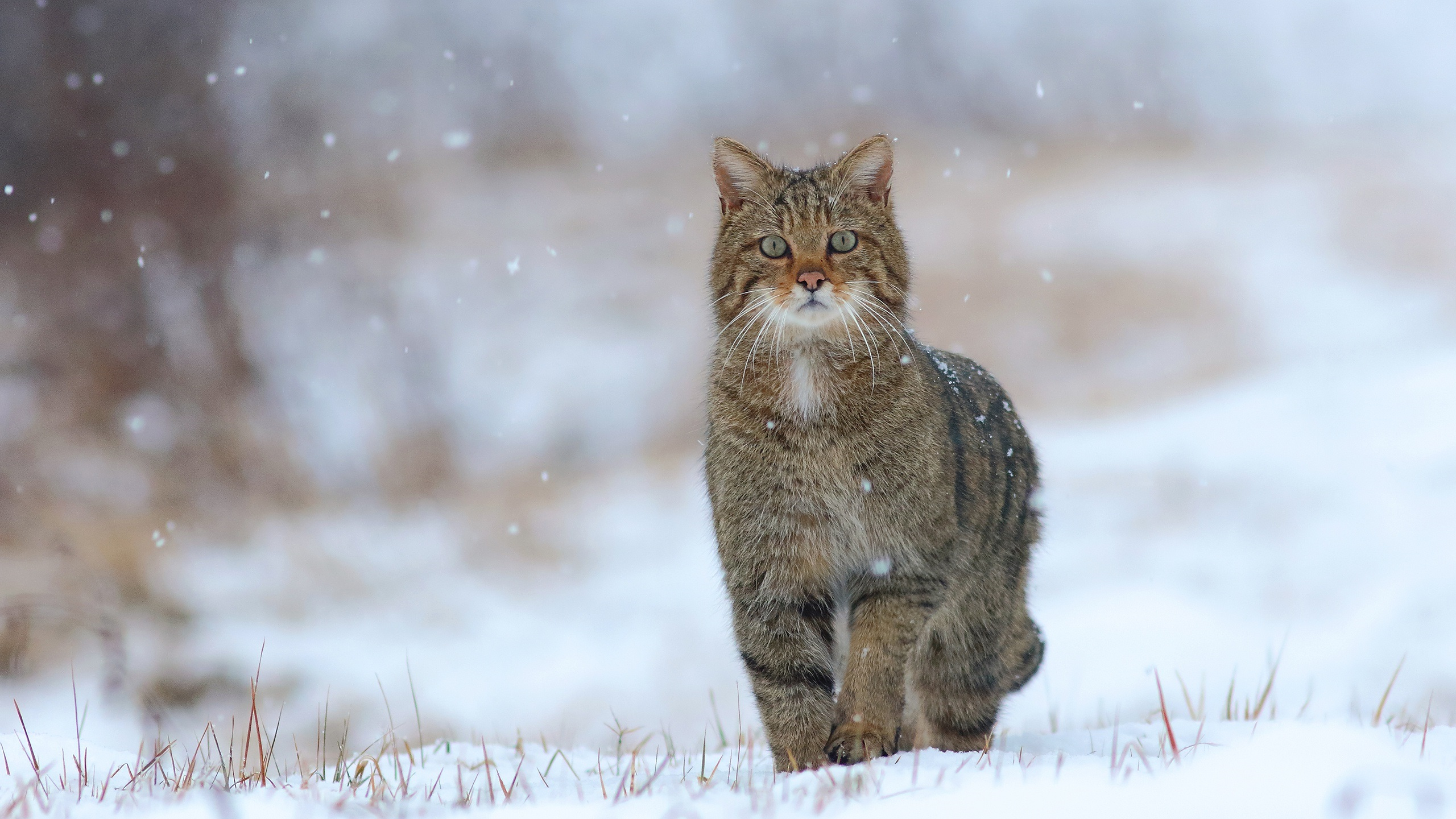 A curious cat sneaks through the snow