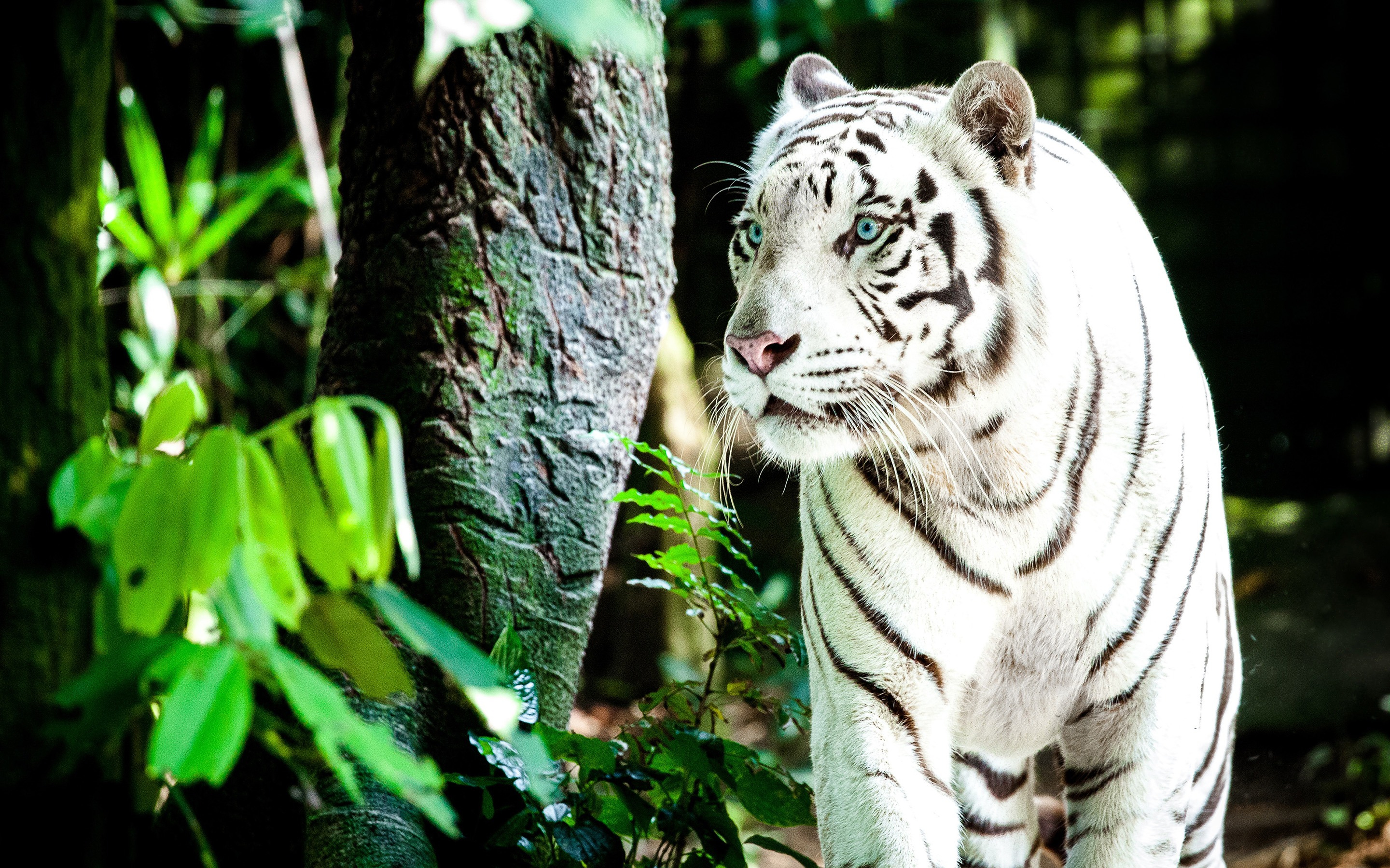 A white tiger standing by a tree