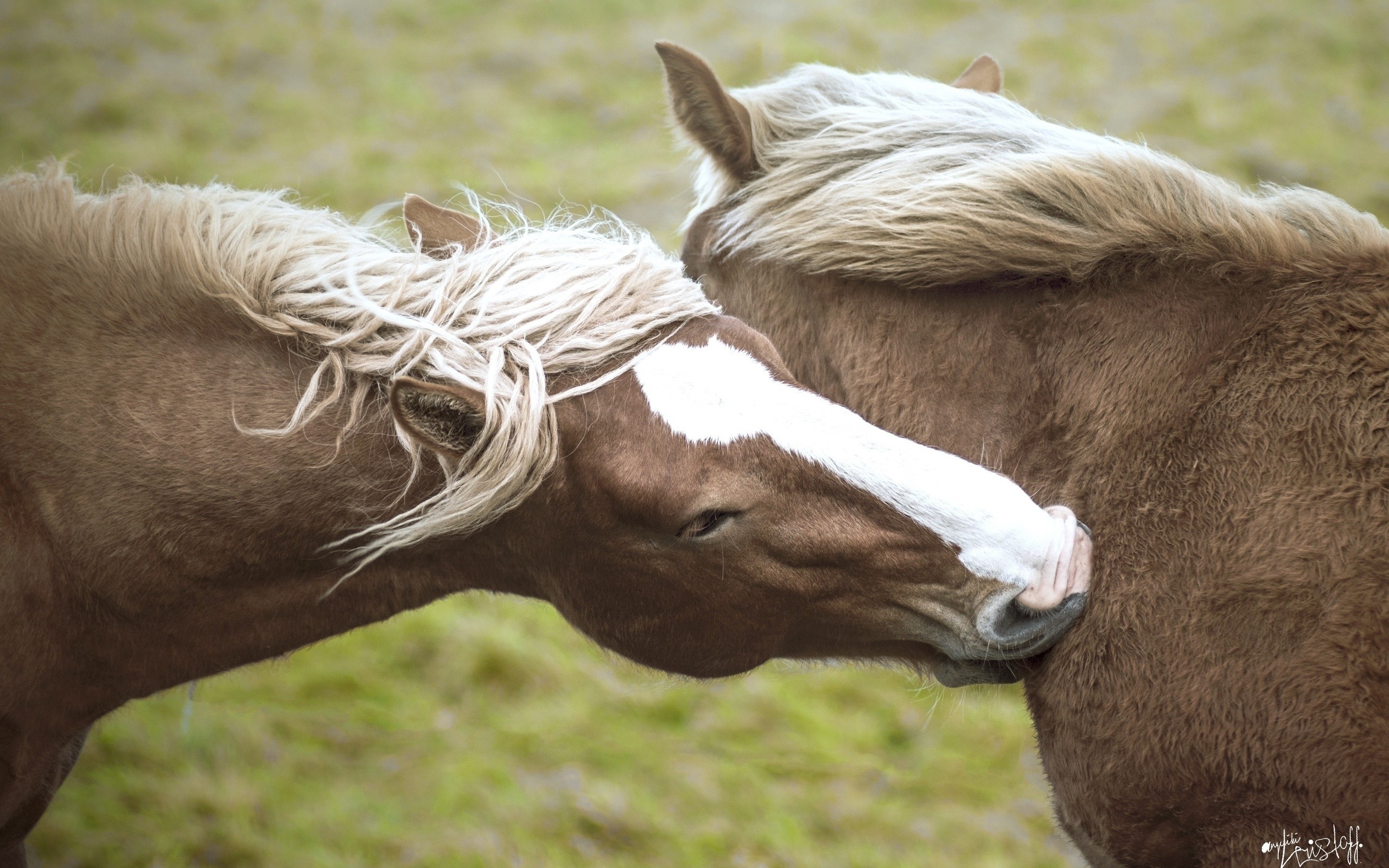 Бесплатное фото Две лошади целуют друг друга