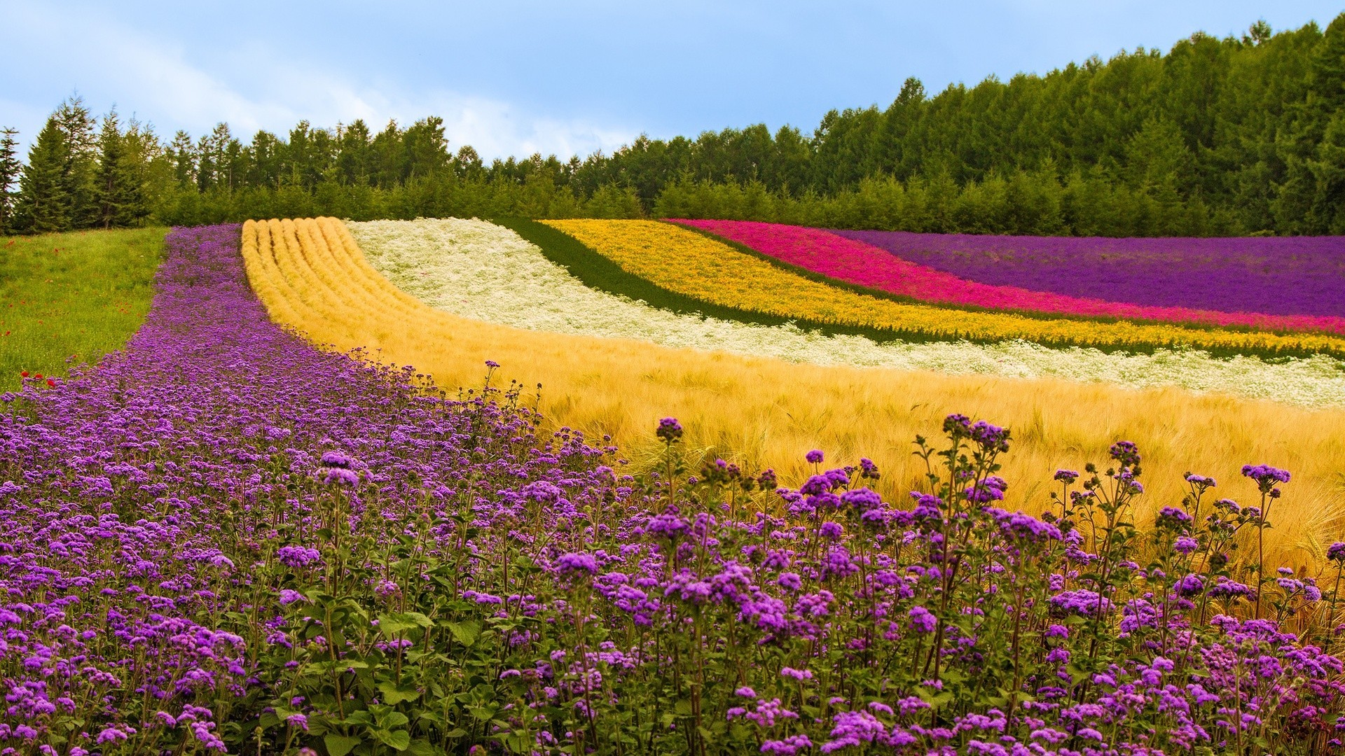 Wallpapers landscape colorful flowers on the desktop