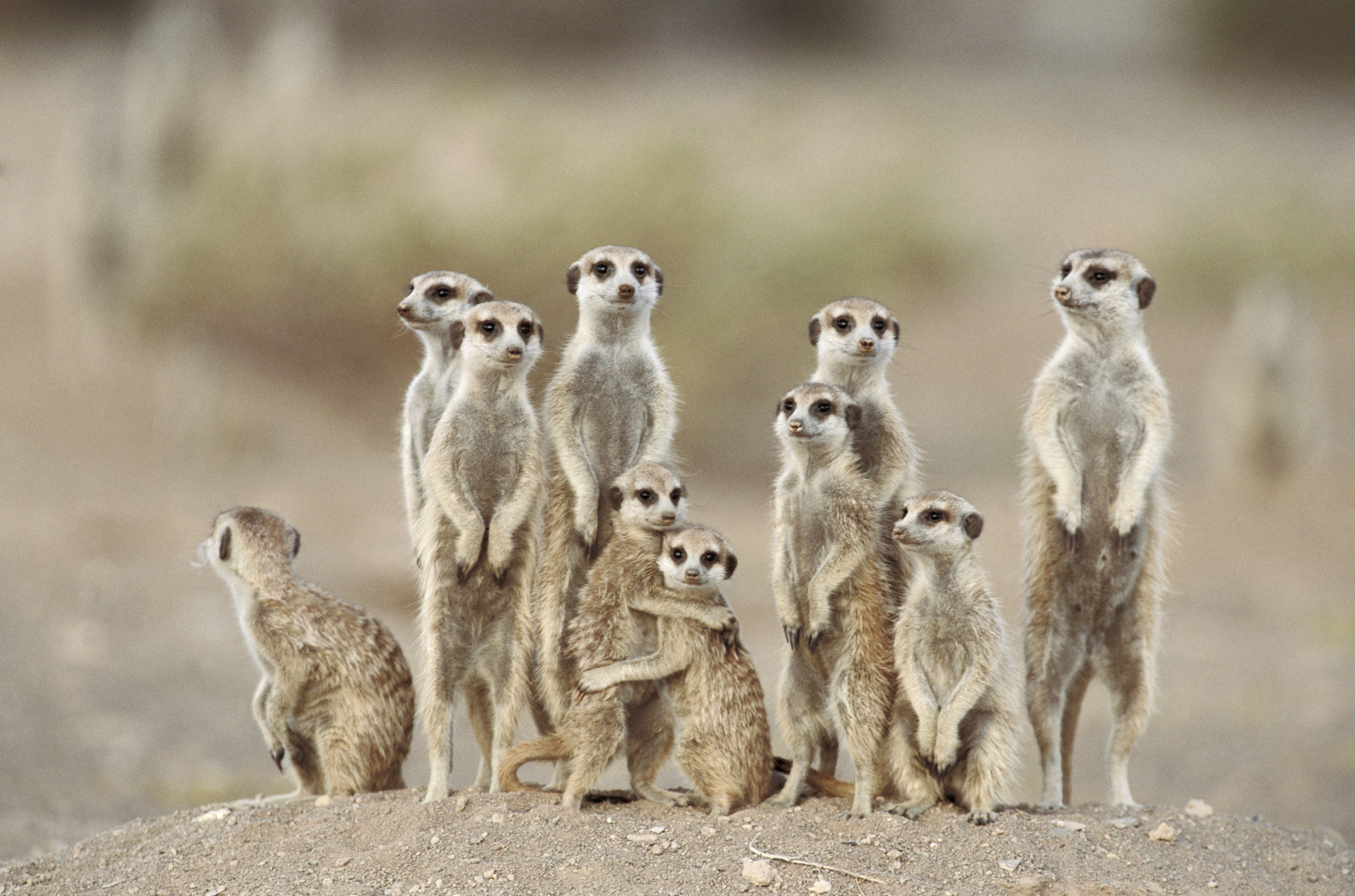 Free photo Meerkat standing