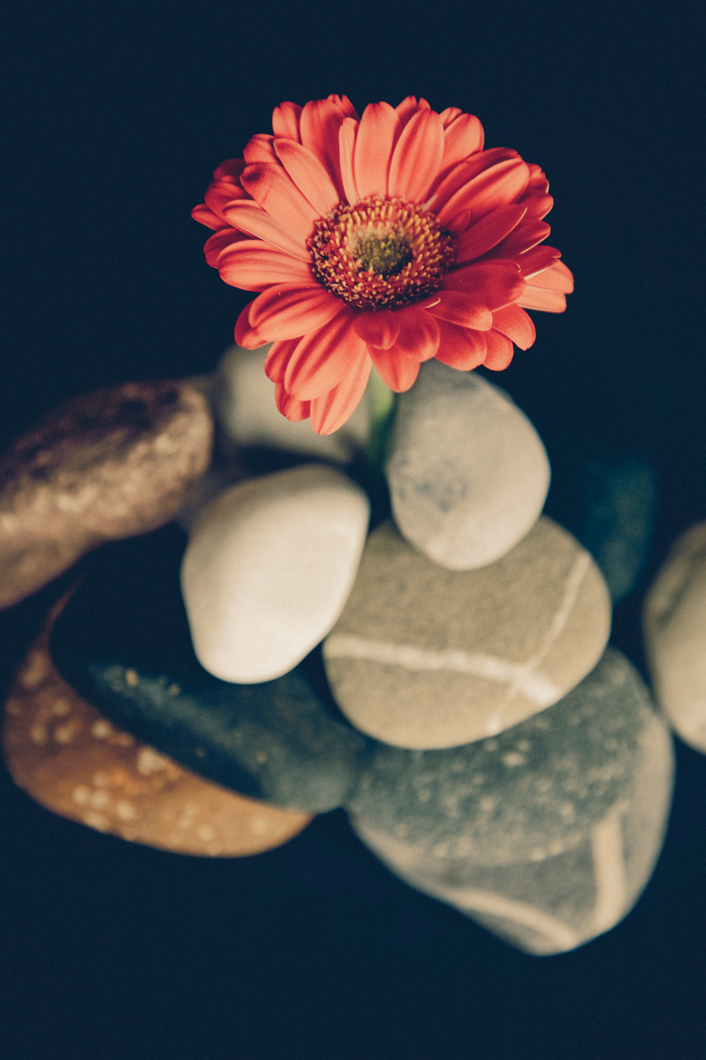 Wallpapers flowering plant petal red flower on the desktop