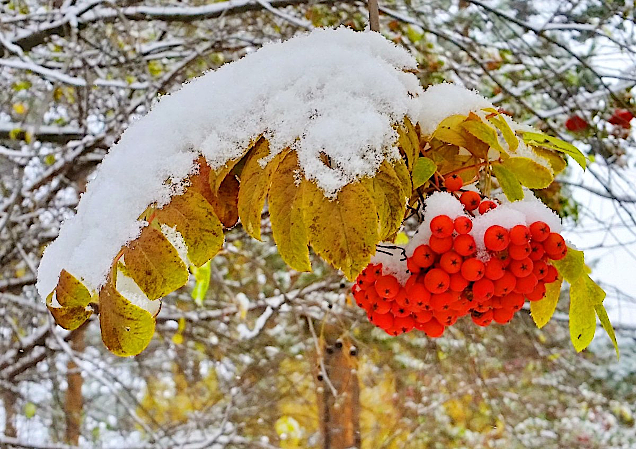 Обои снег листья ягоды на рабочий стол