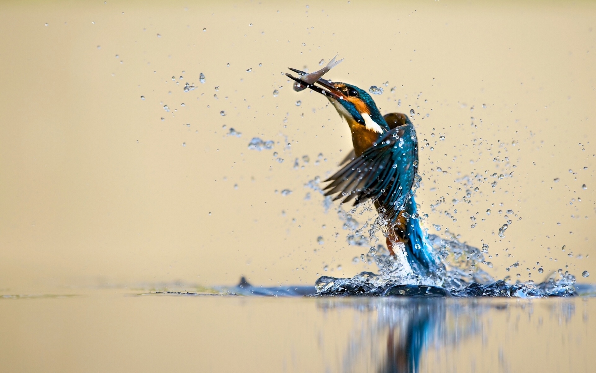 免费照片一只鸟在水中抓到一条鱼