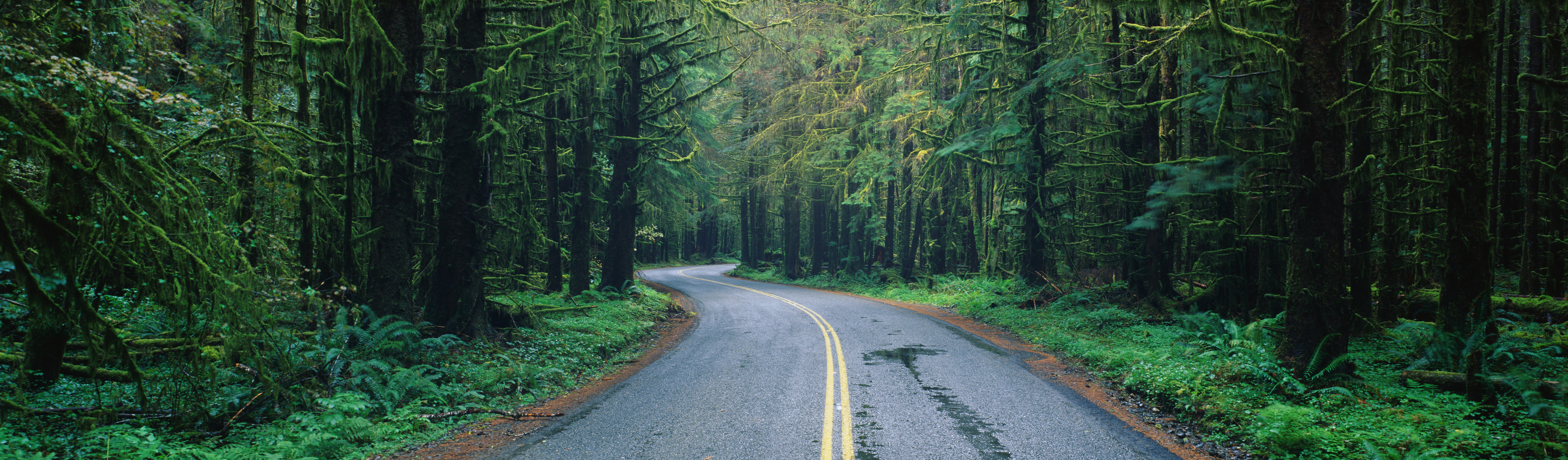 Wallpapers road panorama trees on the desktop