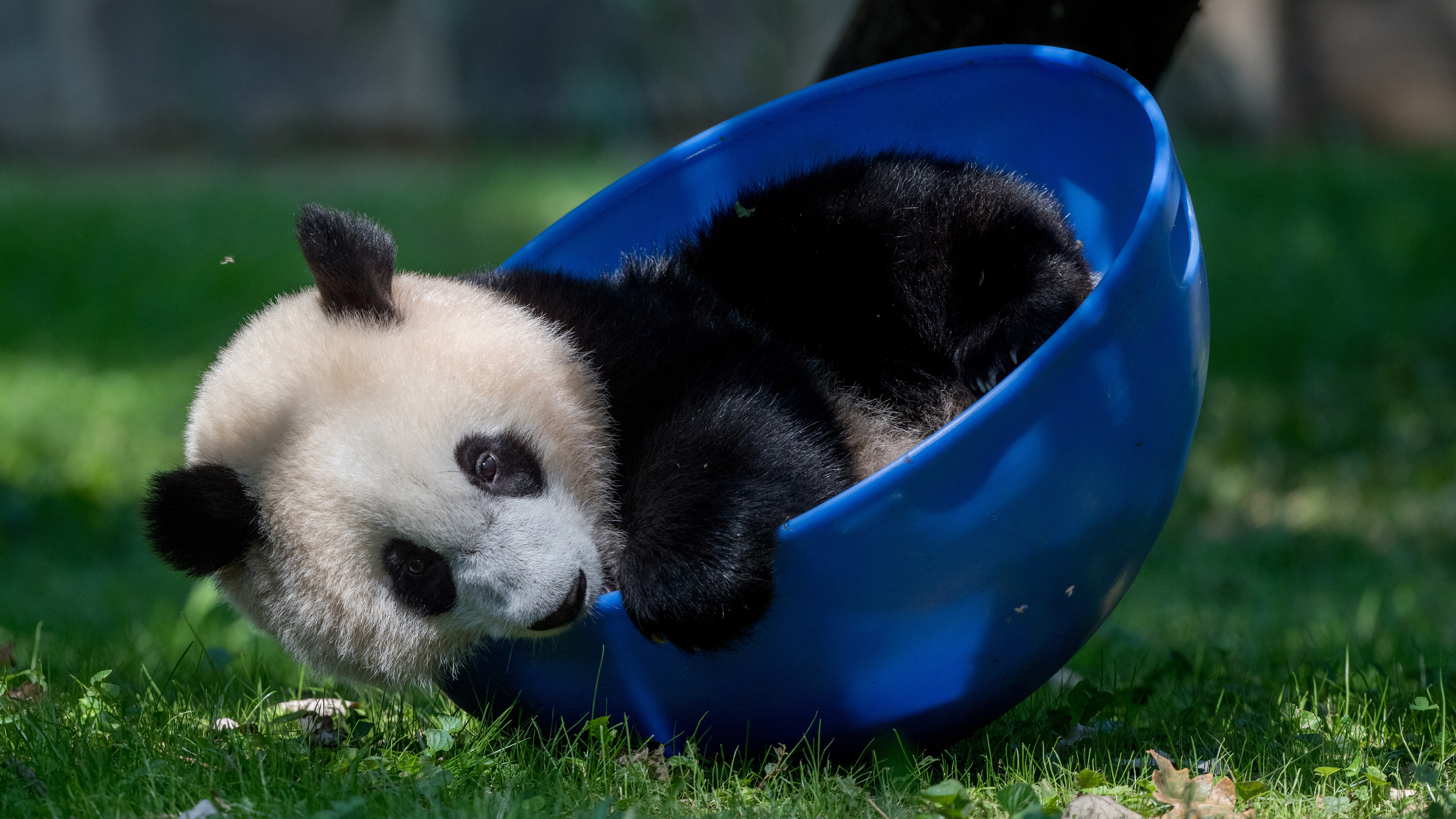 免费照片调皮的熊猫宝宝在玩蓝盆