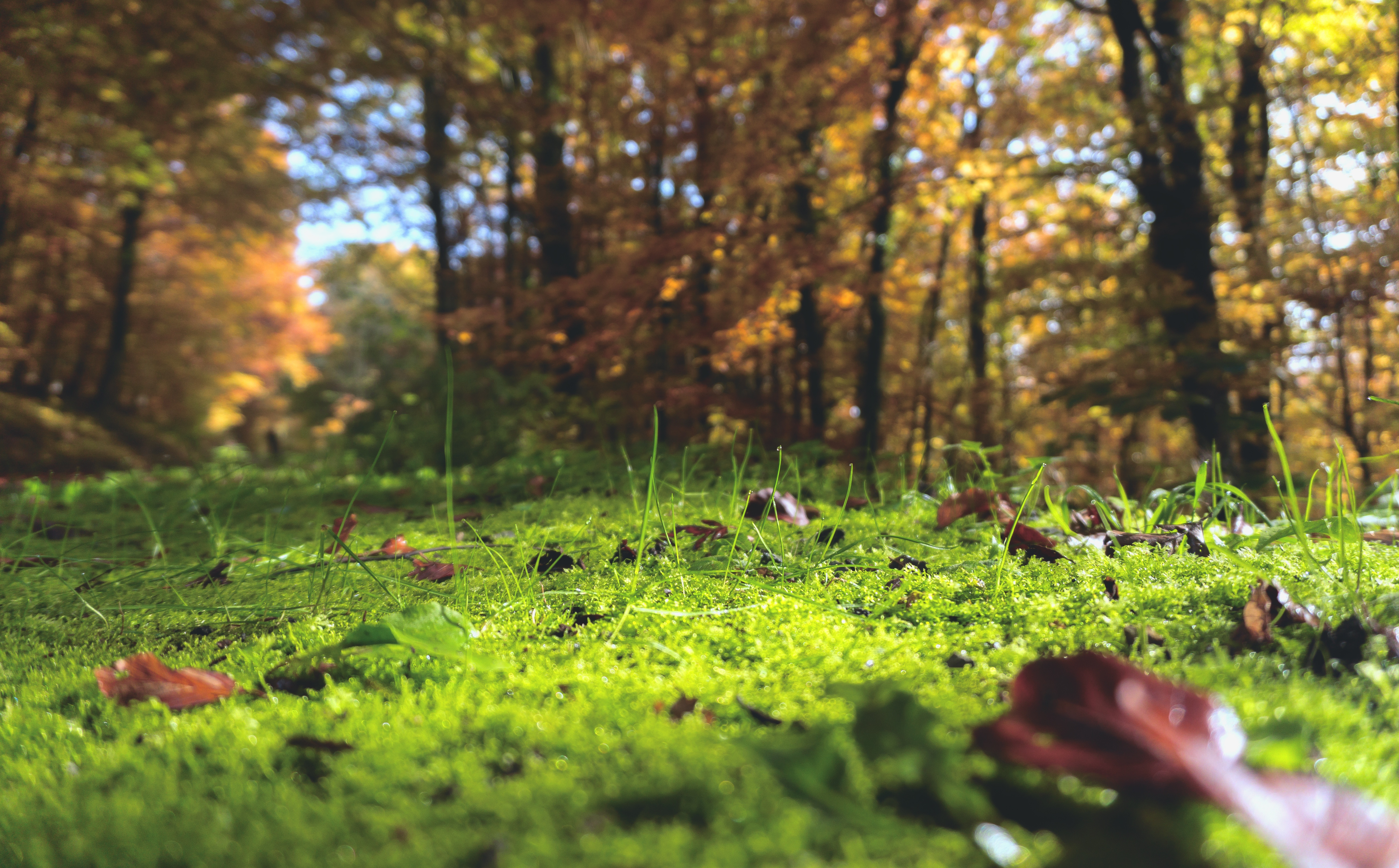 Free photo A picture of dry leaves on green grass