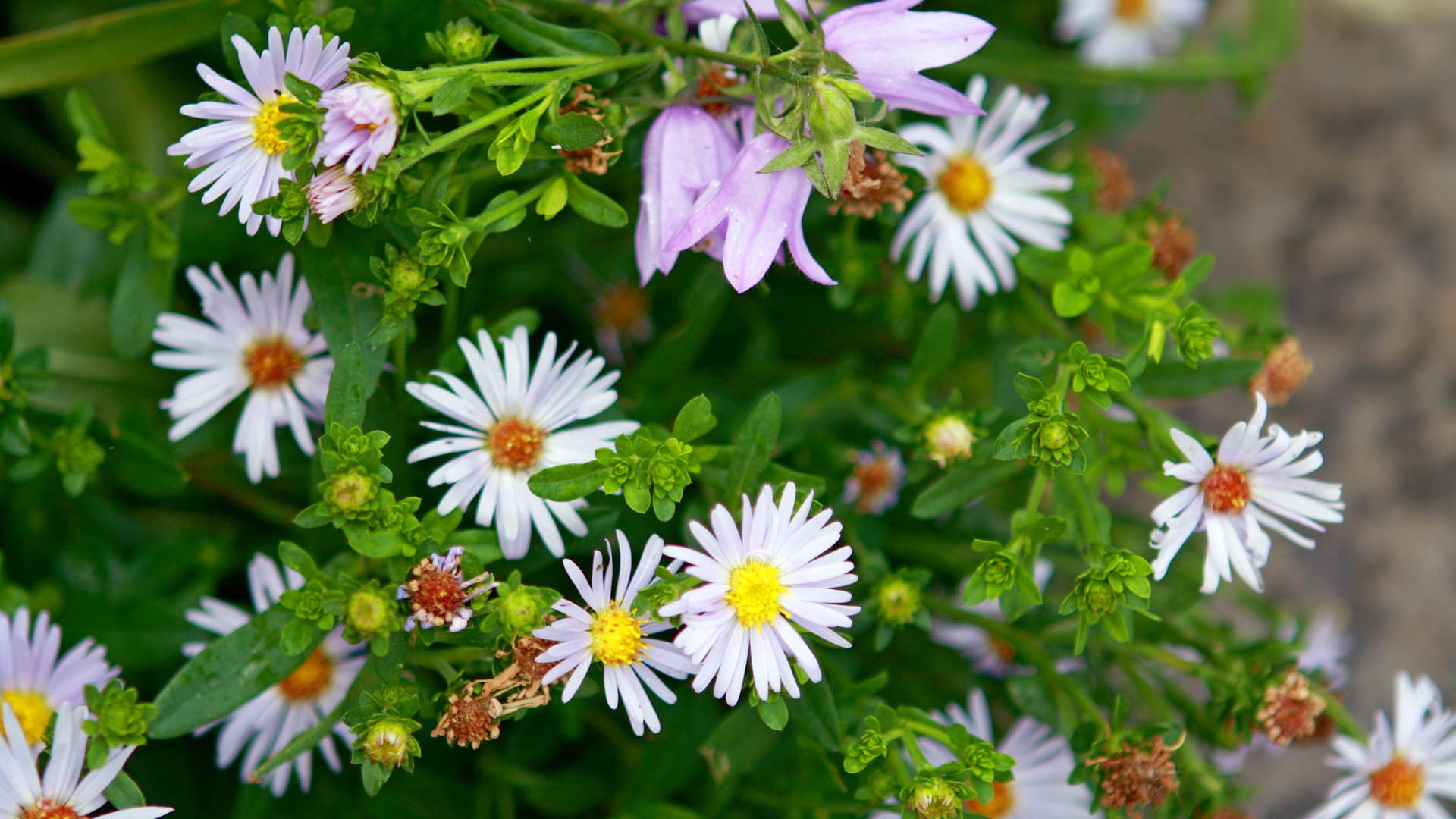 Wallpapers petals flowers grass on the desktop