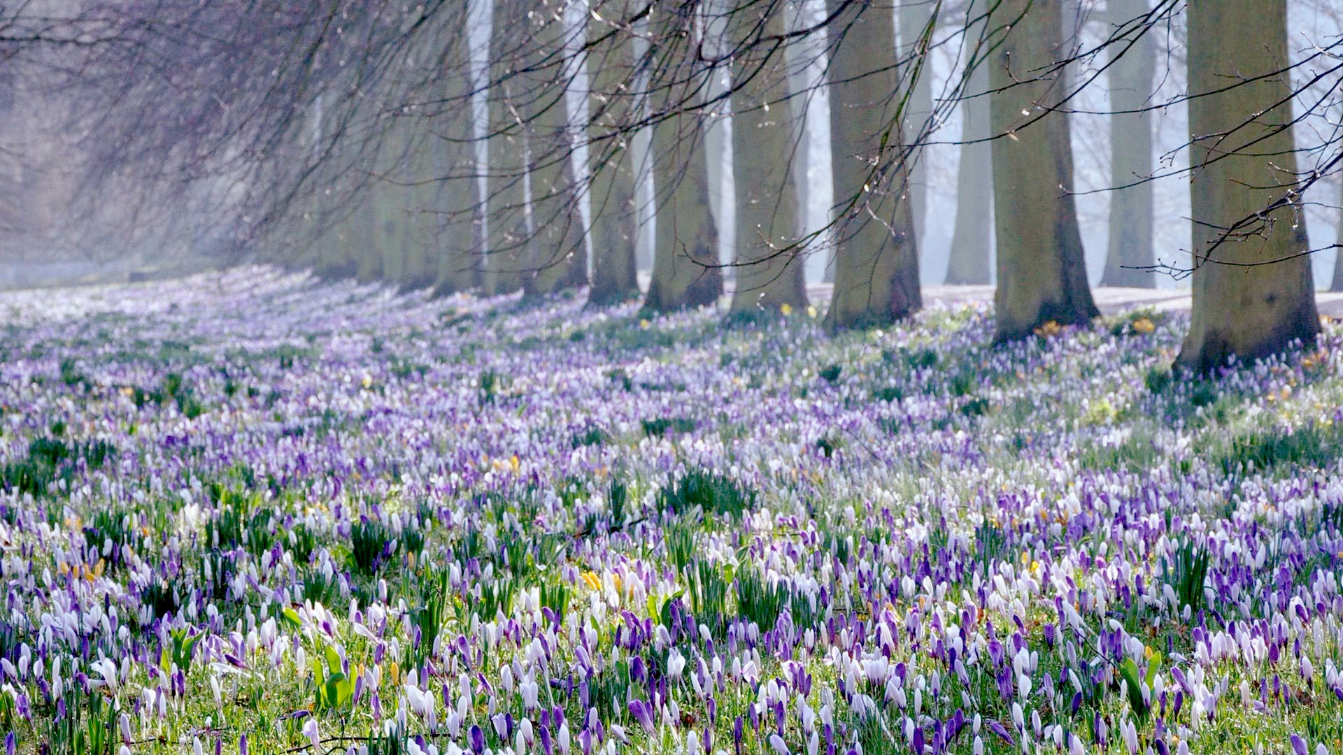 免费照片开满紫色花朵的美丽草坪