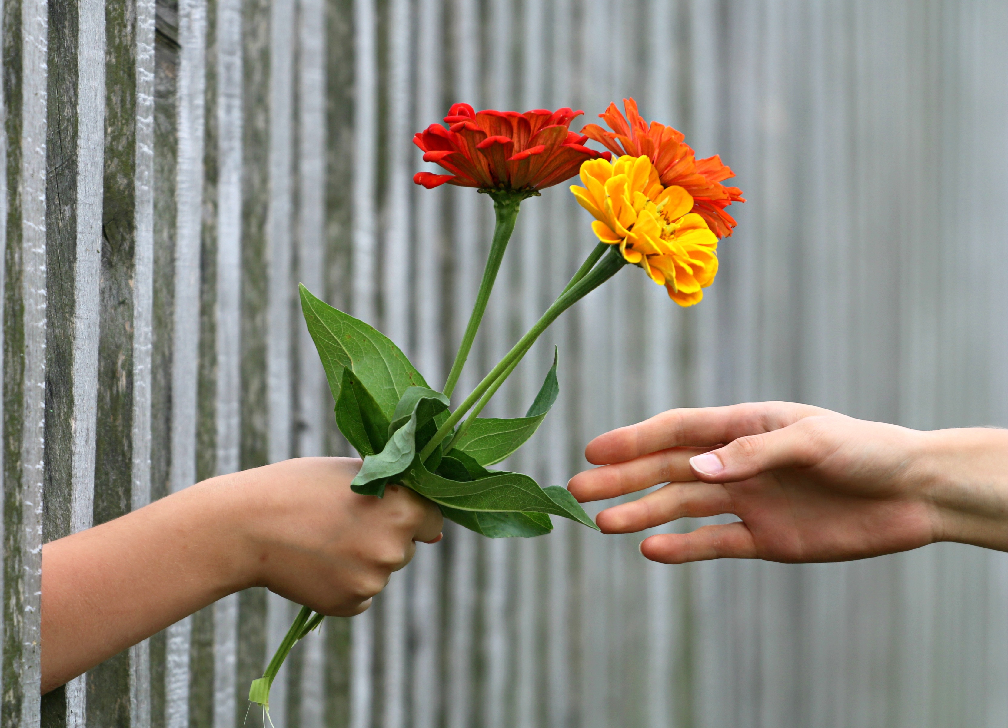 Free photo Presenting flowers