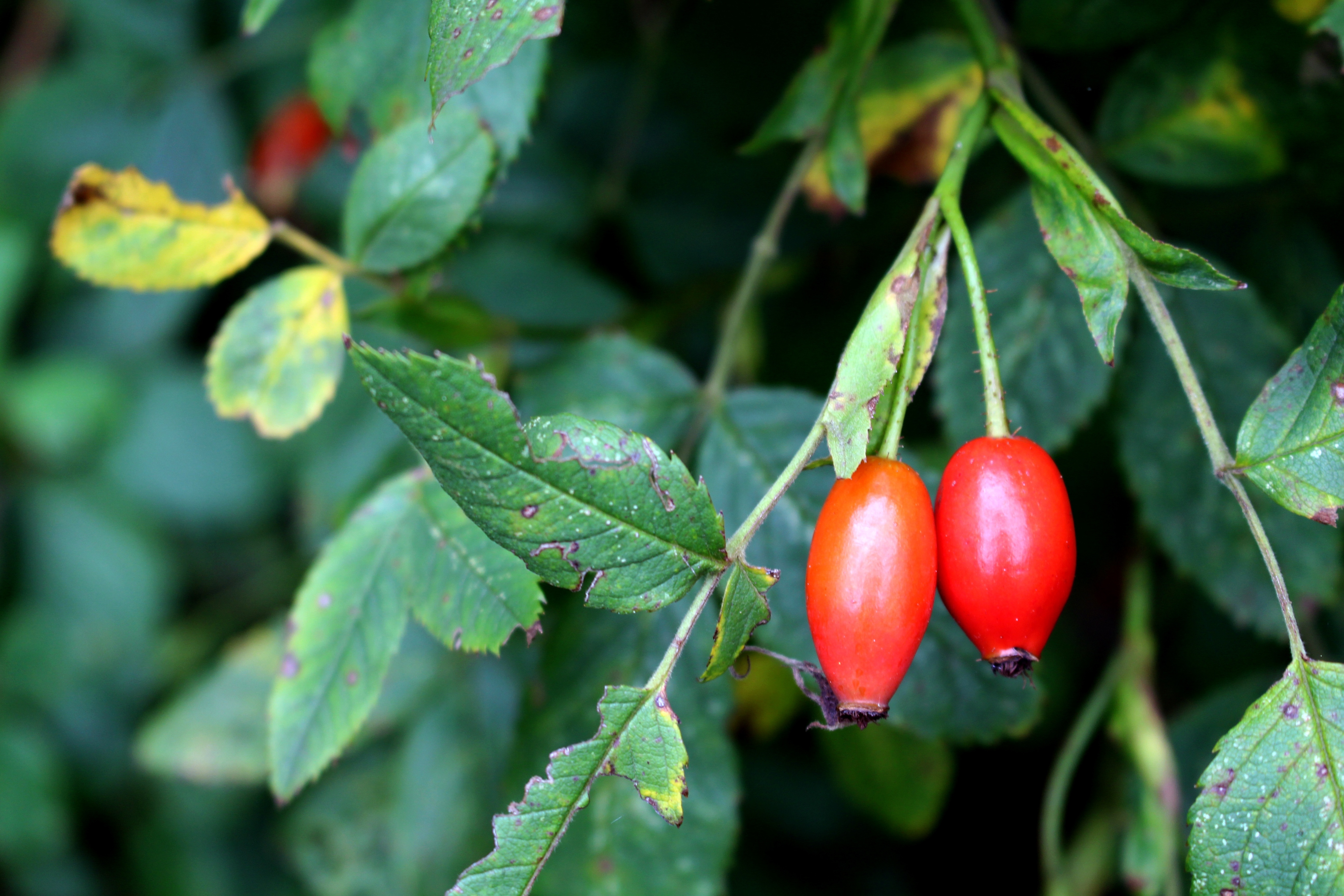 Free photo Red rose hips