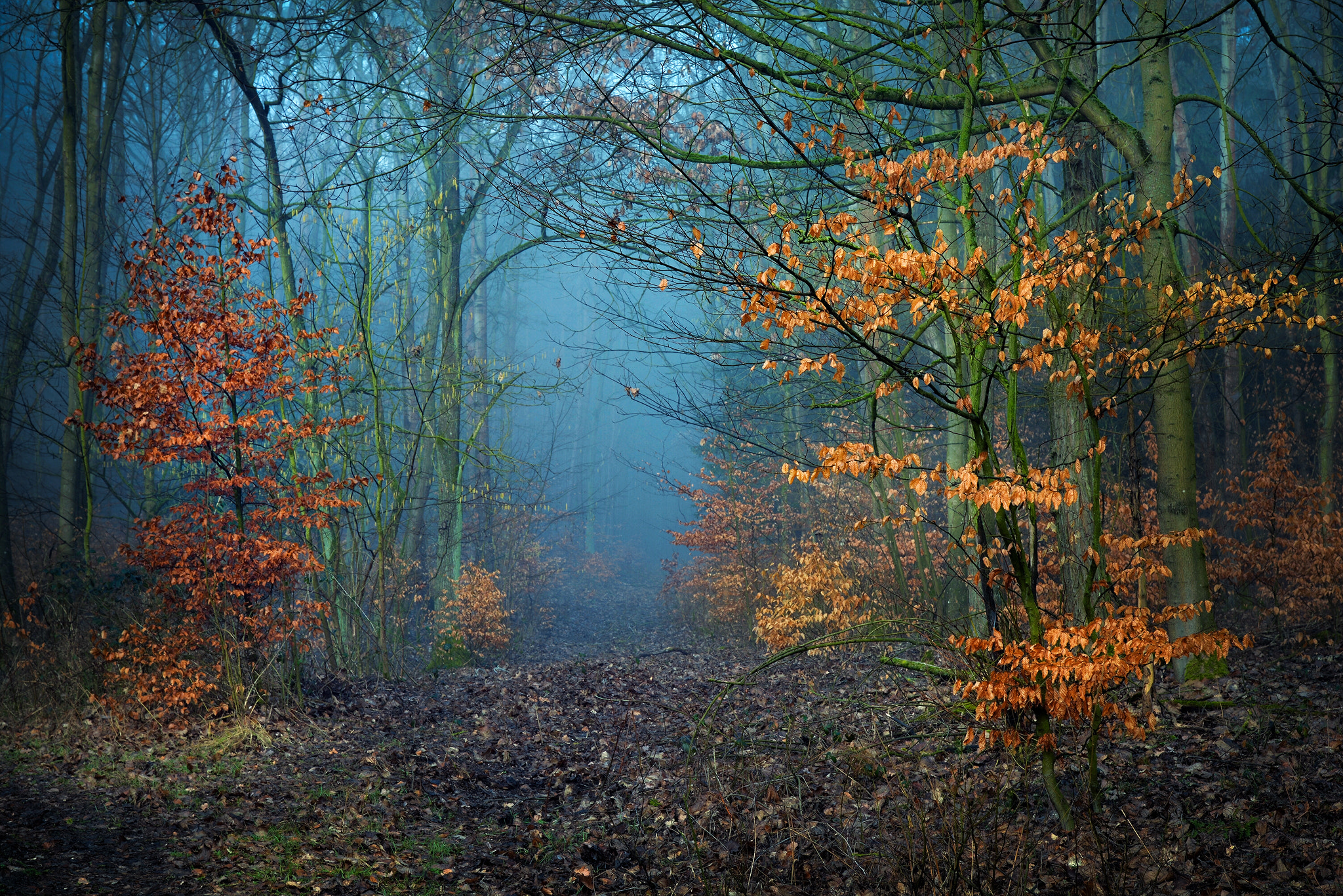 免费照片秋天，秋天，桌面上的森林