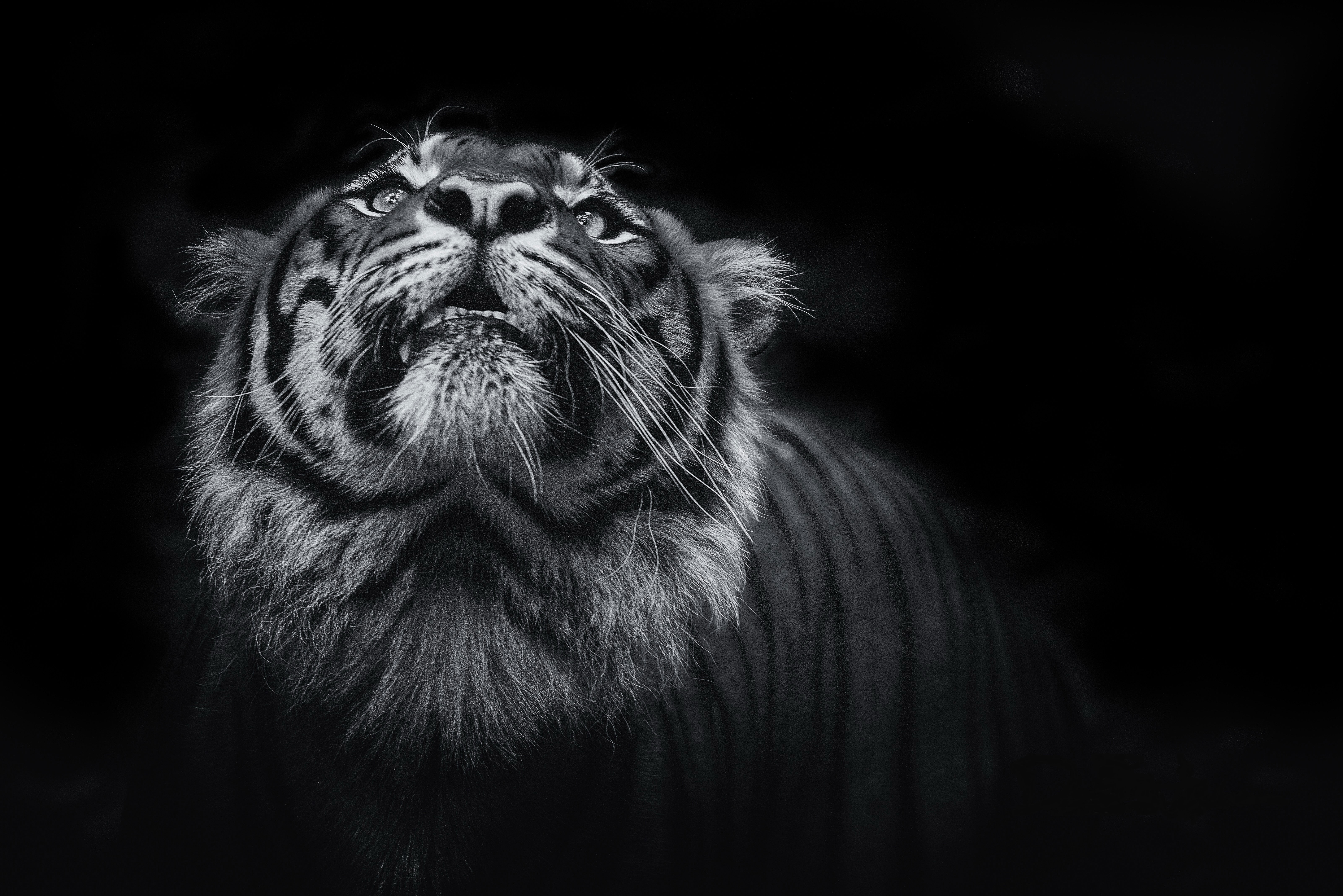 Wallpapers tiger animals monochrome on the desktop