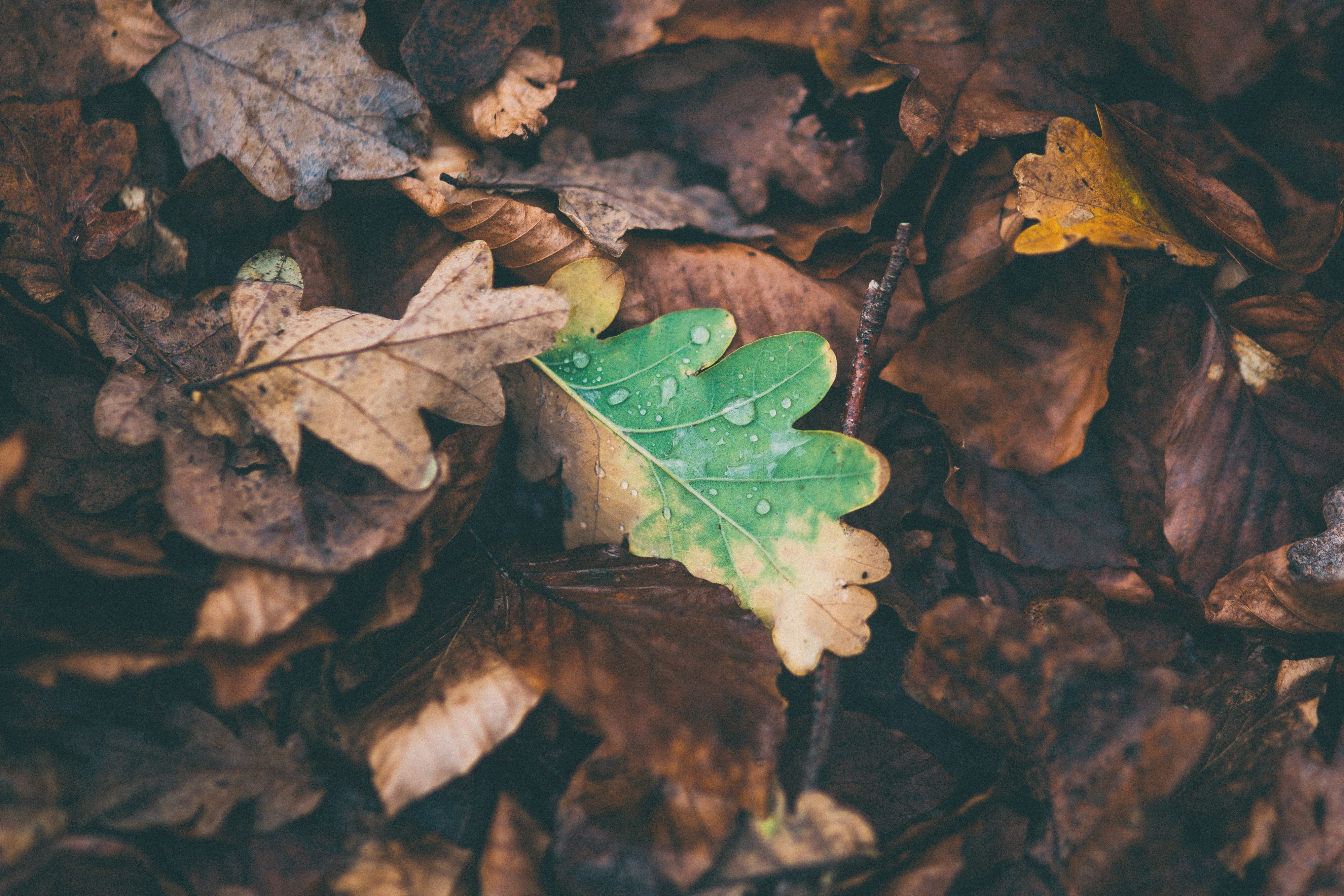 Fallen dry leaves