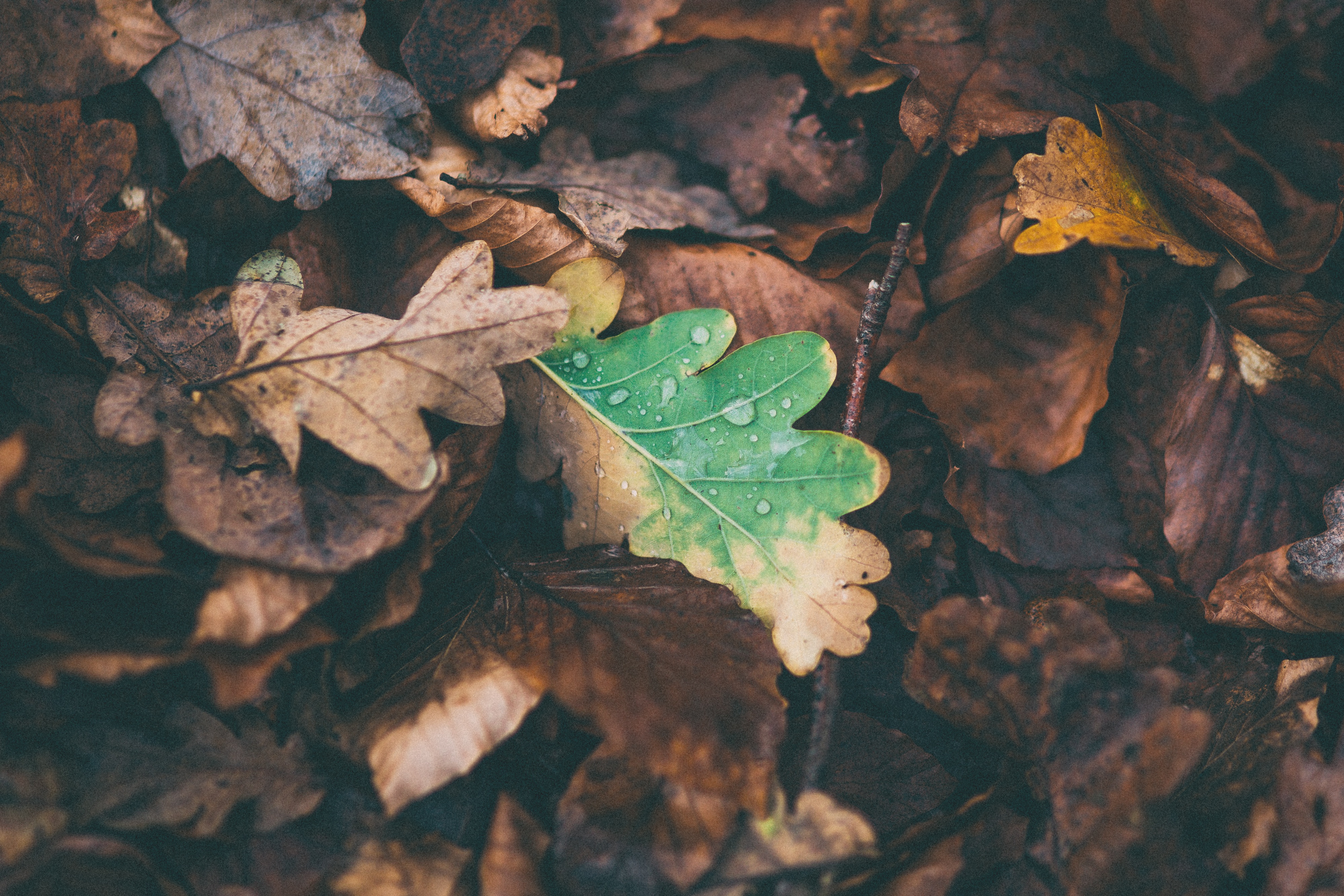 Free photo Fallen dry leaves