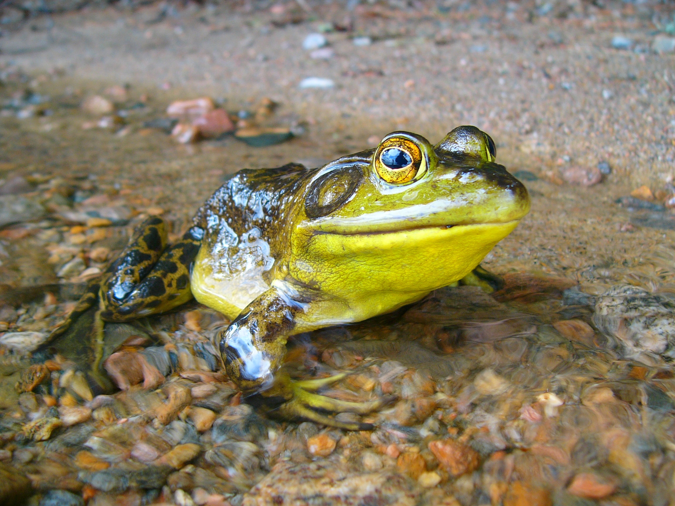 Free photo A frog in the water looks at the camera