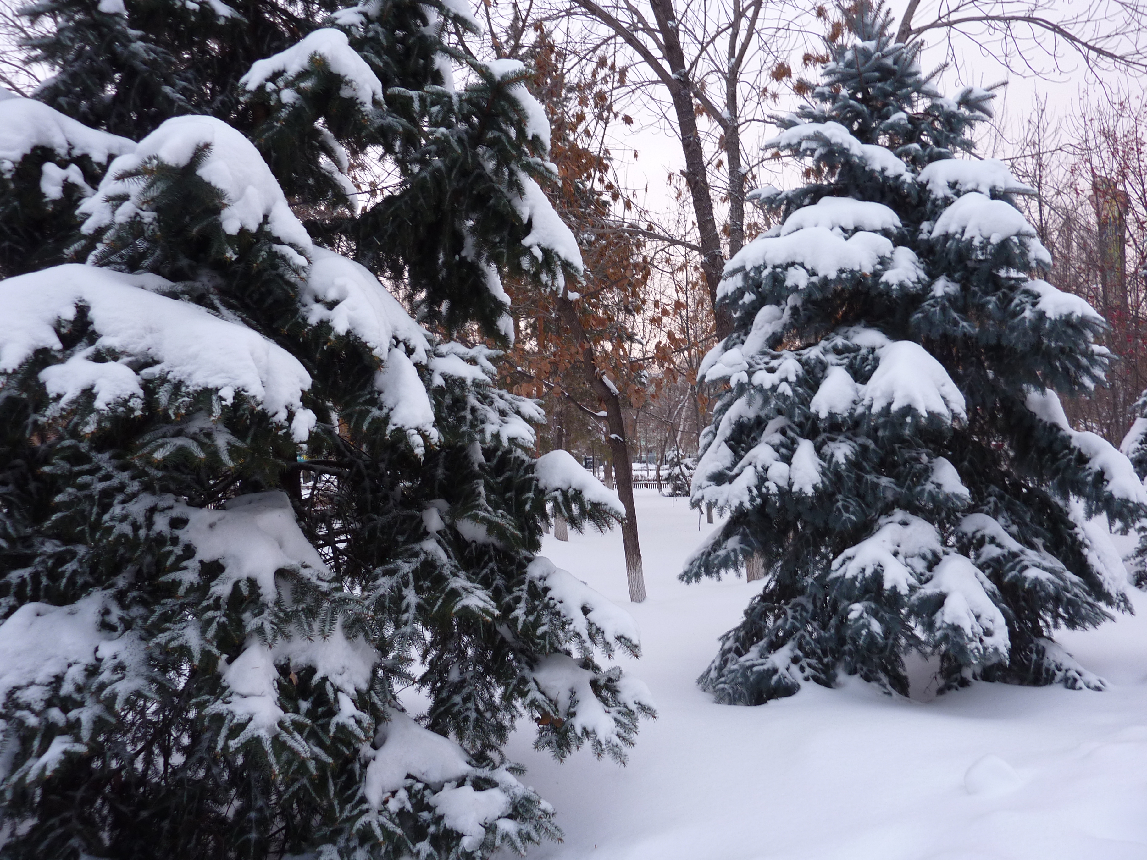 2 Christmas trees and a rowan tree