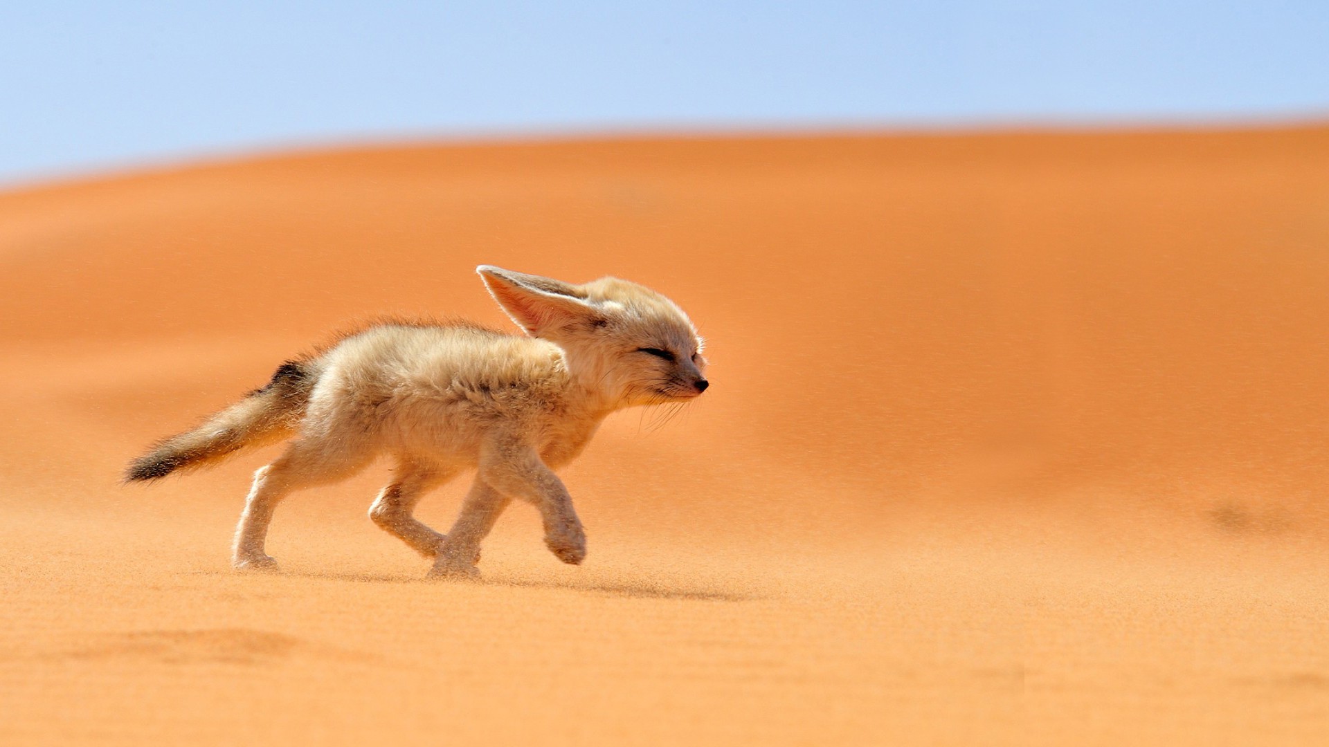 Бесплатное фото Фенек бежит по пустыне